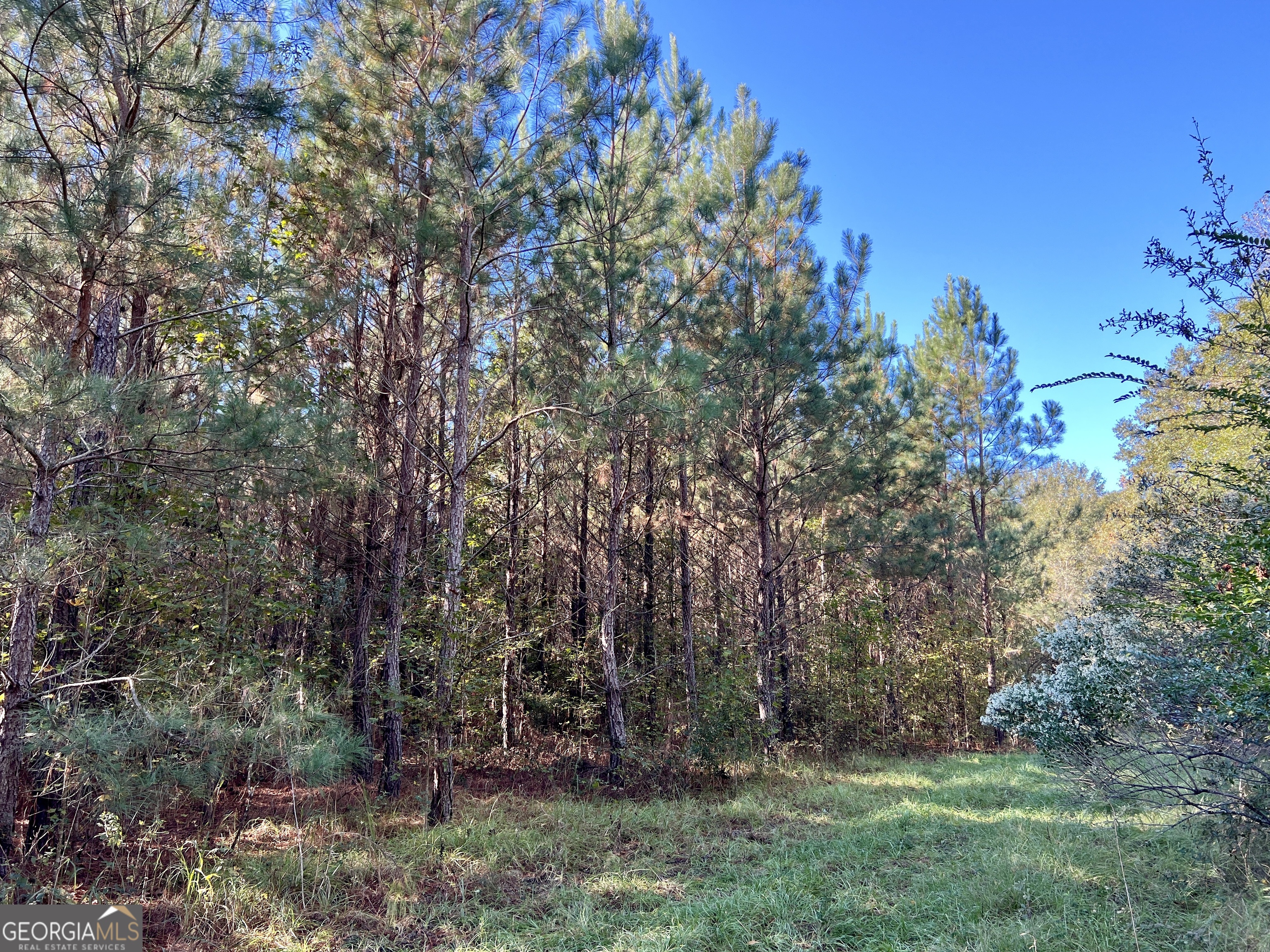 0 Barentine Road Rochelle, GA 31079 - Photo 33 of 46 a view of backyard with green space