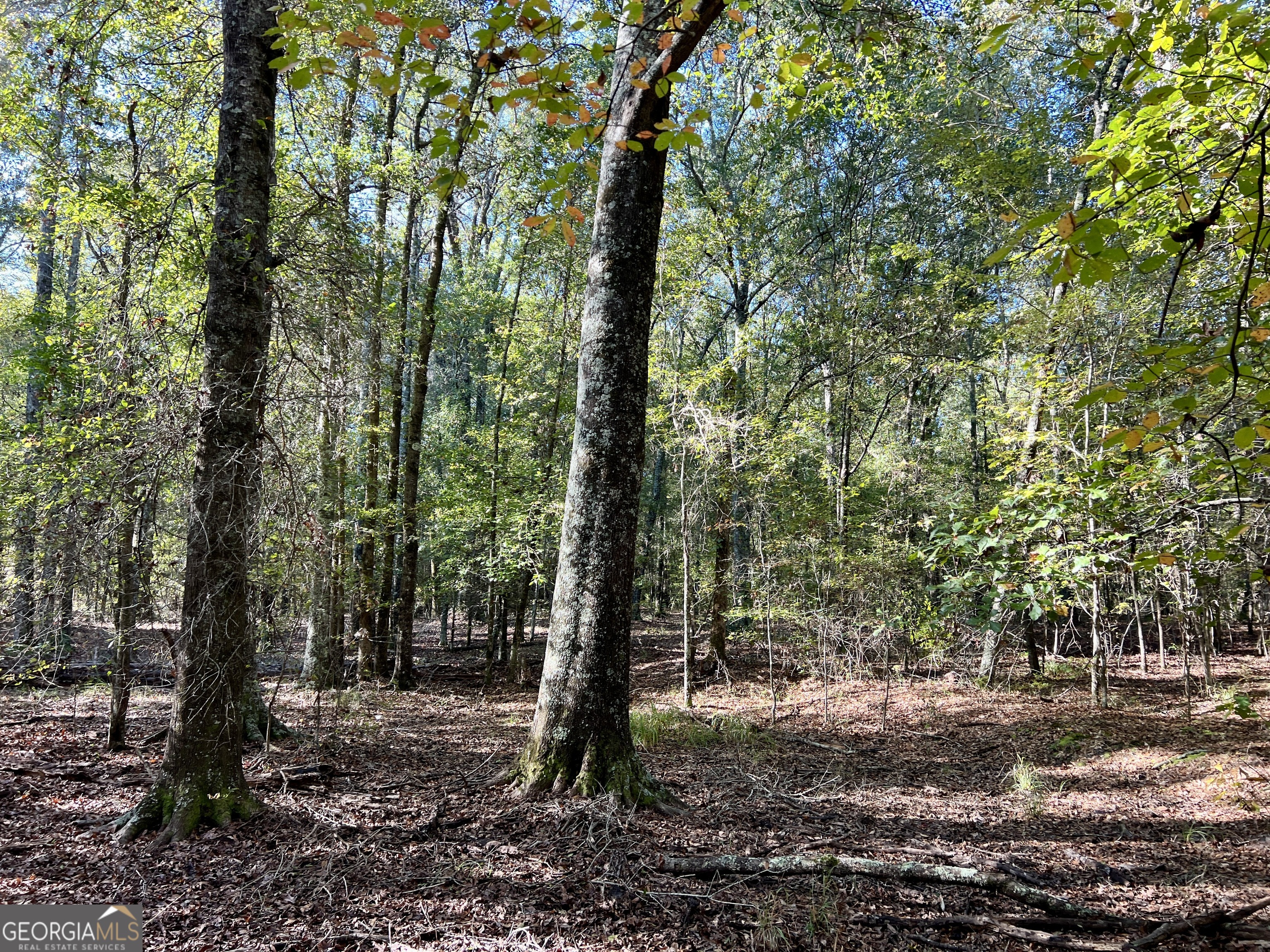 0 Barentine Road Rochelle, GA 31079 - Photo 36 of 46 a view of a forest with trees
