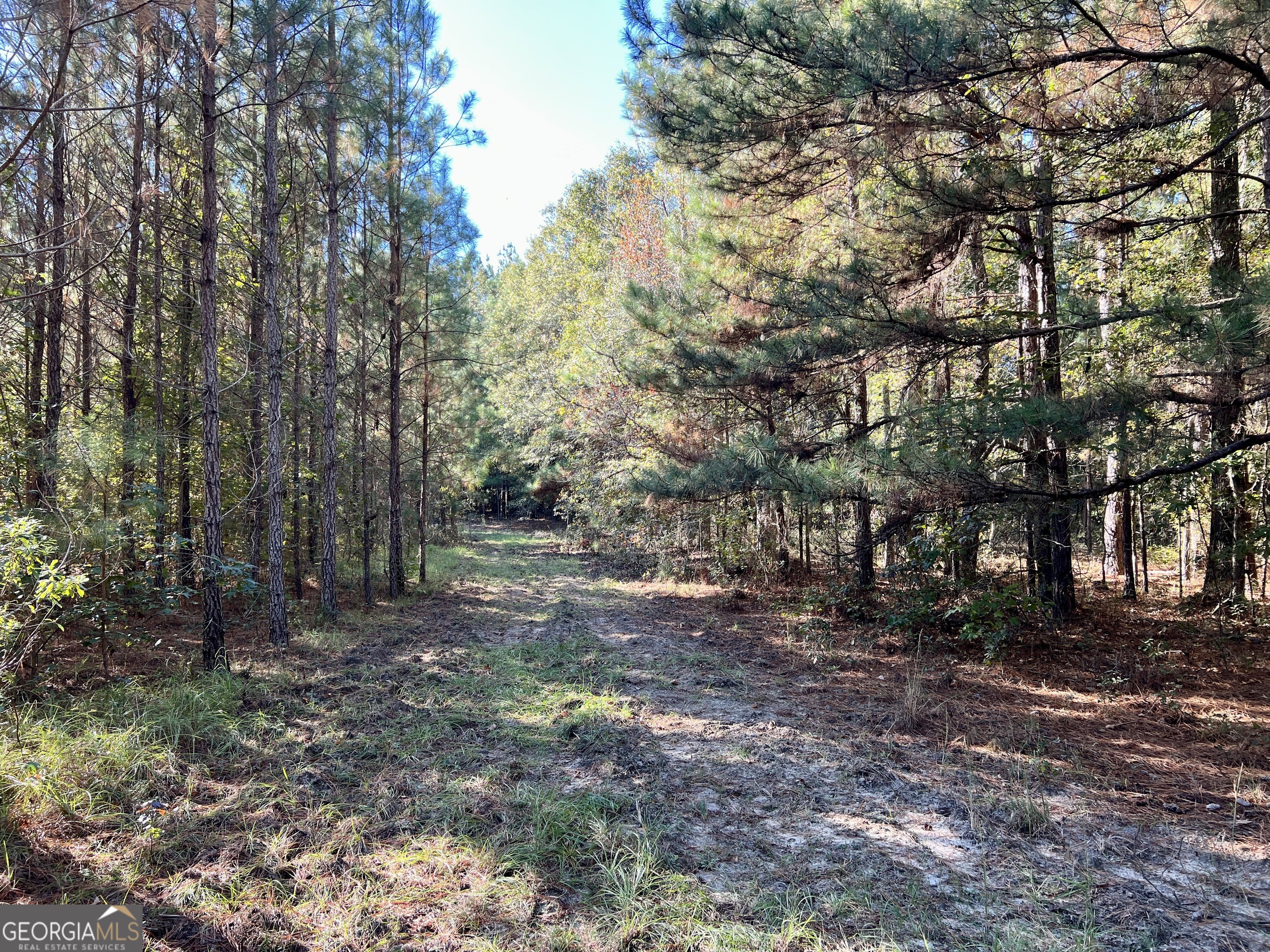 0 Barentine Road Rochelle, GA 31079 - Photo 40 of 46 a view of a tree in the middle of a yard