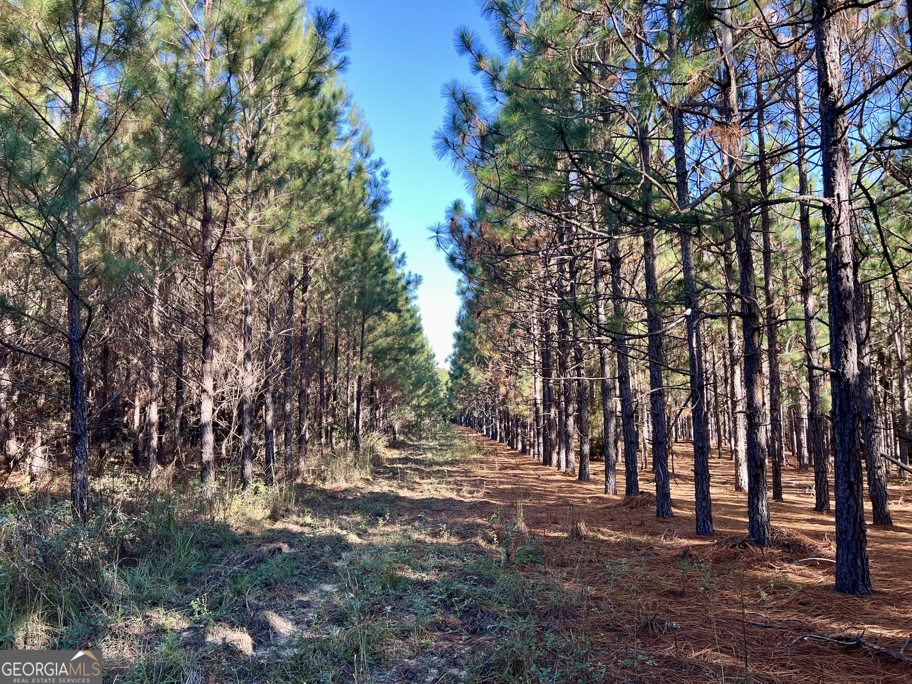 0 Barentine Road Rochelle, GA 31079 - Photo 43 of 46 a view of outdoor space with trees