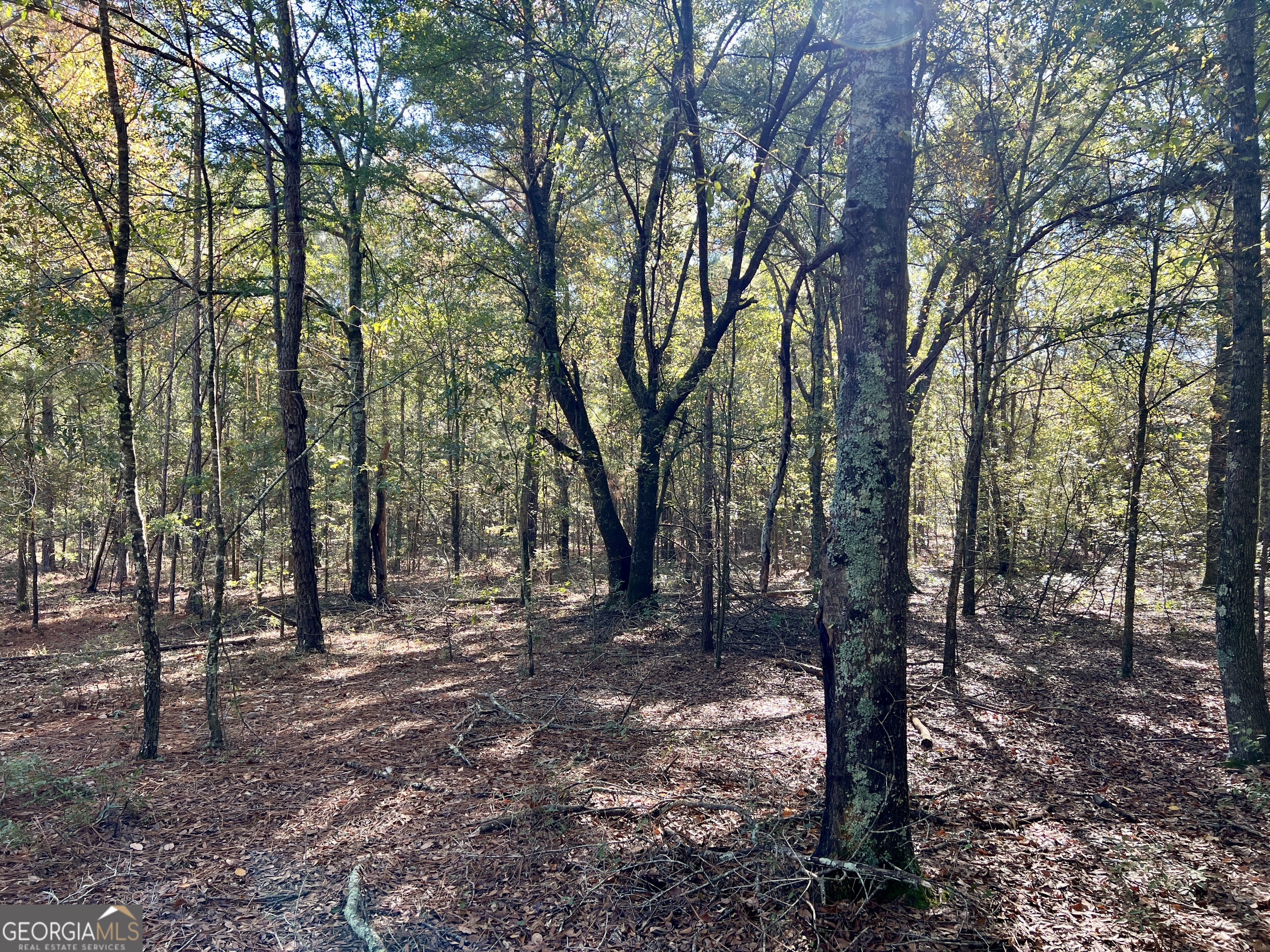 0 Barentine Road Rochelle, GA 31079 - Photo 45 of 46 a view of outdoor space with lots of trees