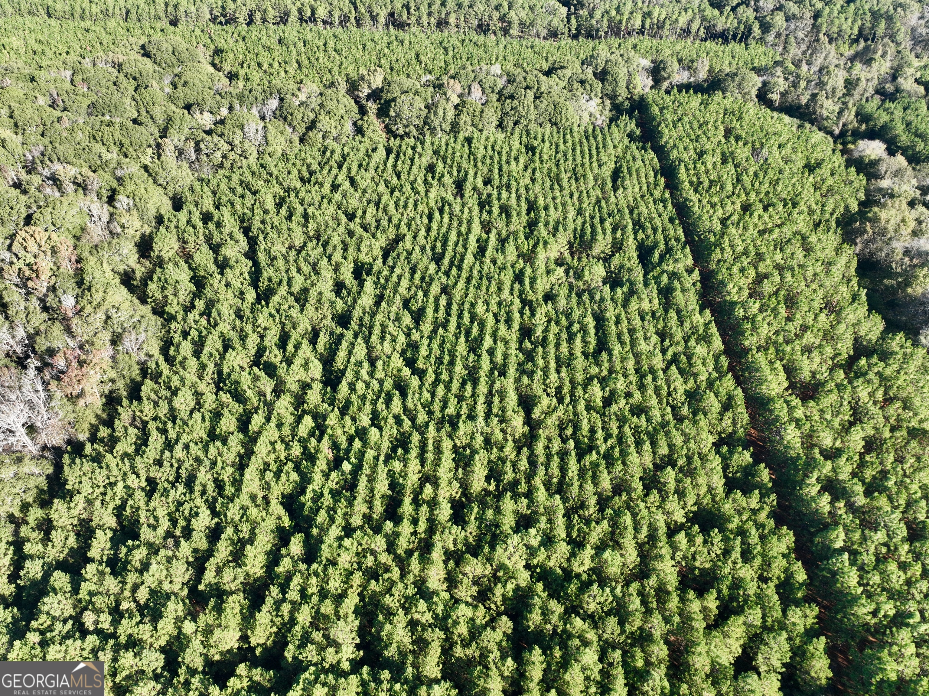 0 Barentine Road Rochelle, GA 31079 - Photo 5 of 46 a close up of a plant