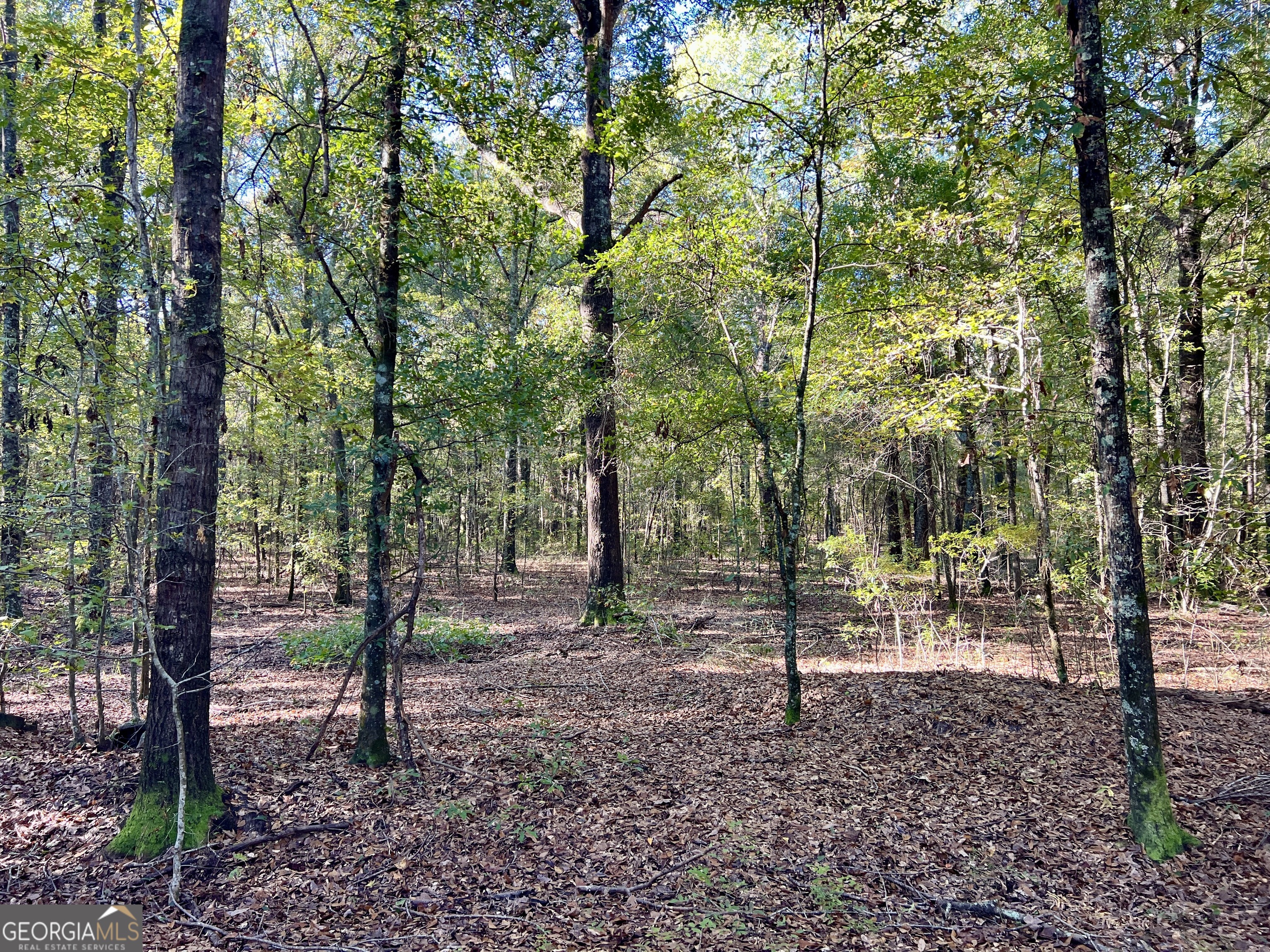 0 Barentine Road Rochelle, GA 31079 - Photo 8 of 46 a view of outdoor space with tree