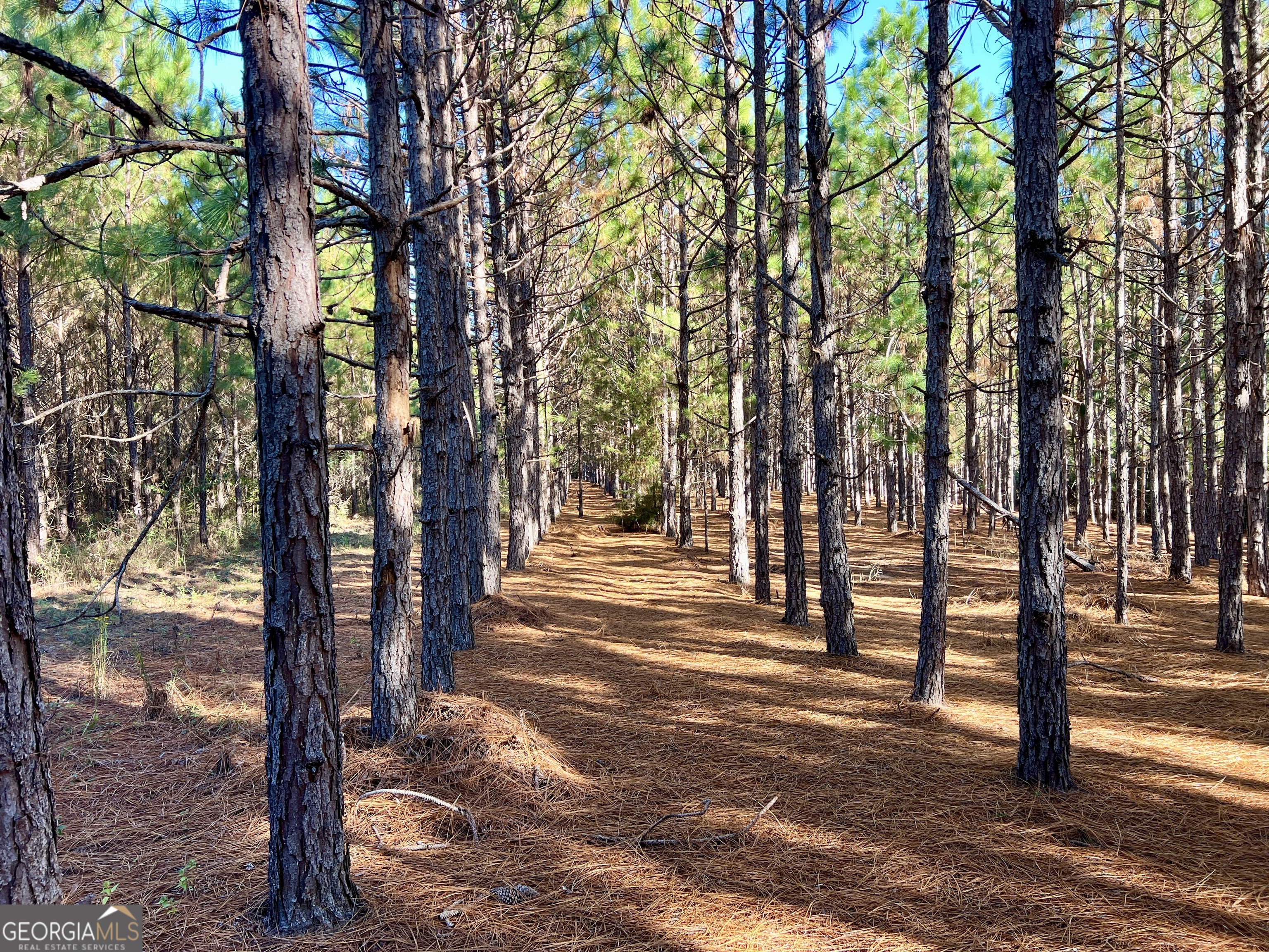 0 Barentine Road Rochelle, GA 31079 - Photo 9 of 46 a view of park with trees