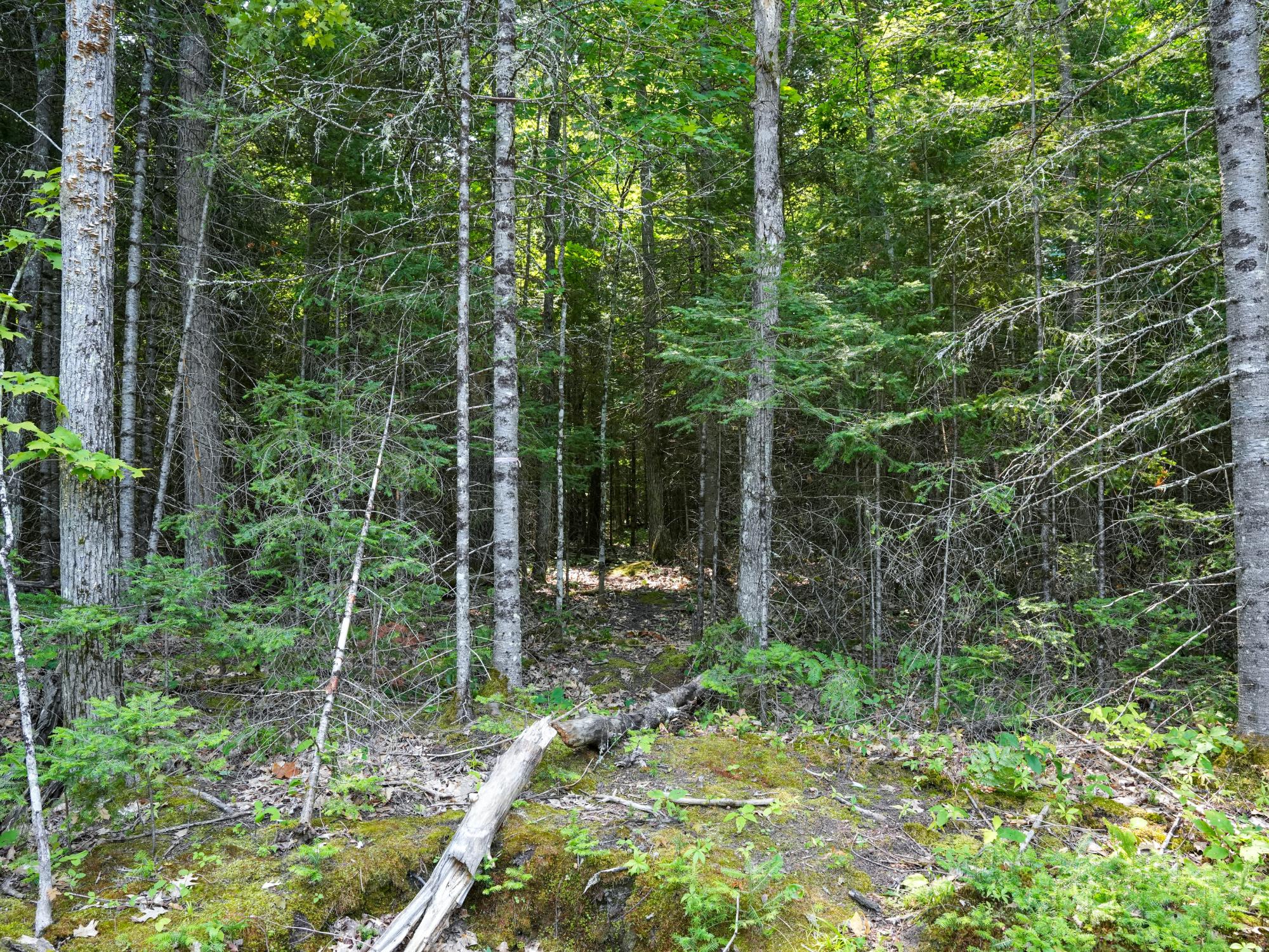 Lot 7 Hunters Ridge Road Phelps, WI 54554 - Photo 13 of 29