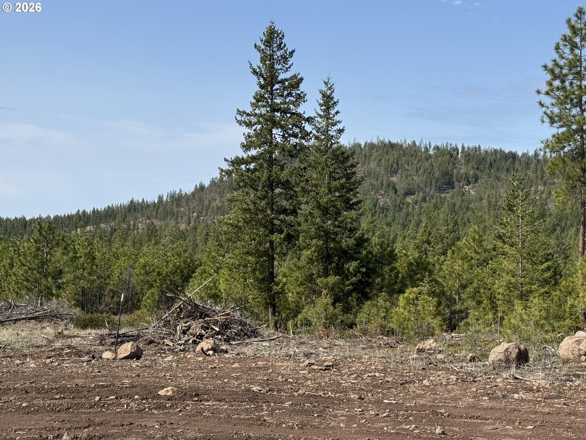 85 Mule Run Road Goldendale, WA 98620 - Photo 11 of 39 a view of a dry yard with trees in the background