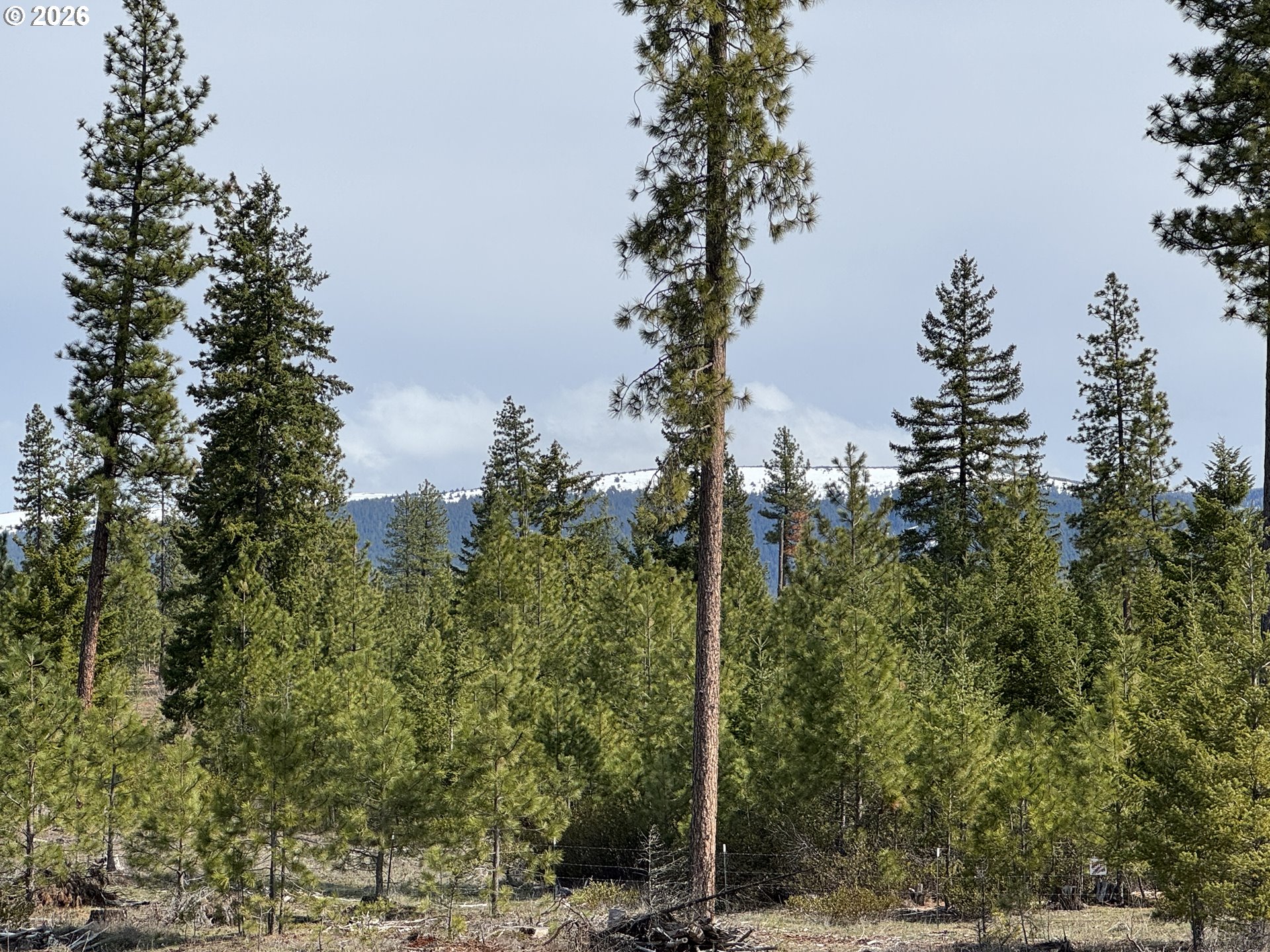 85 Mule Run Road Goldendale, WA 98620 - Photo 14 of 39 a view of a forest filled with trees