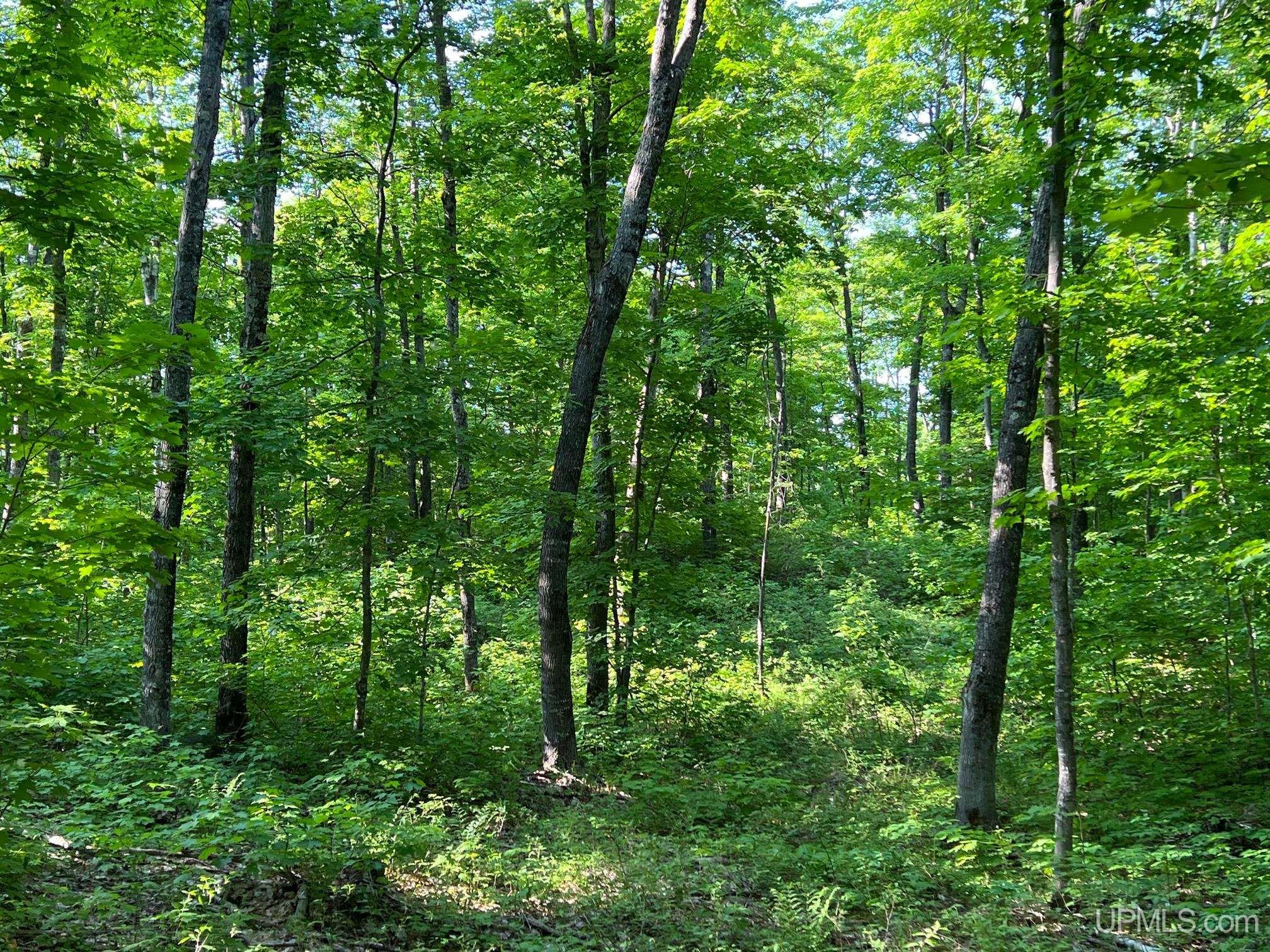 Tbd359 Tbd359 Aaa Road Big Bay, MI 49808 - Photo 17 of 36
