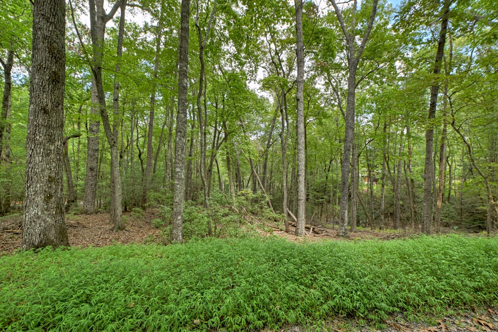 Lot 5 Chief Ron Green Trail Blue Ridge, GA 30513 - Photo 12 of 18 Gallery Image 12