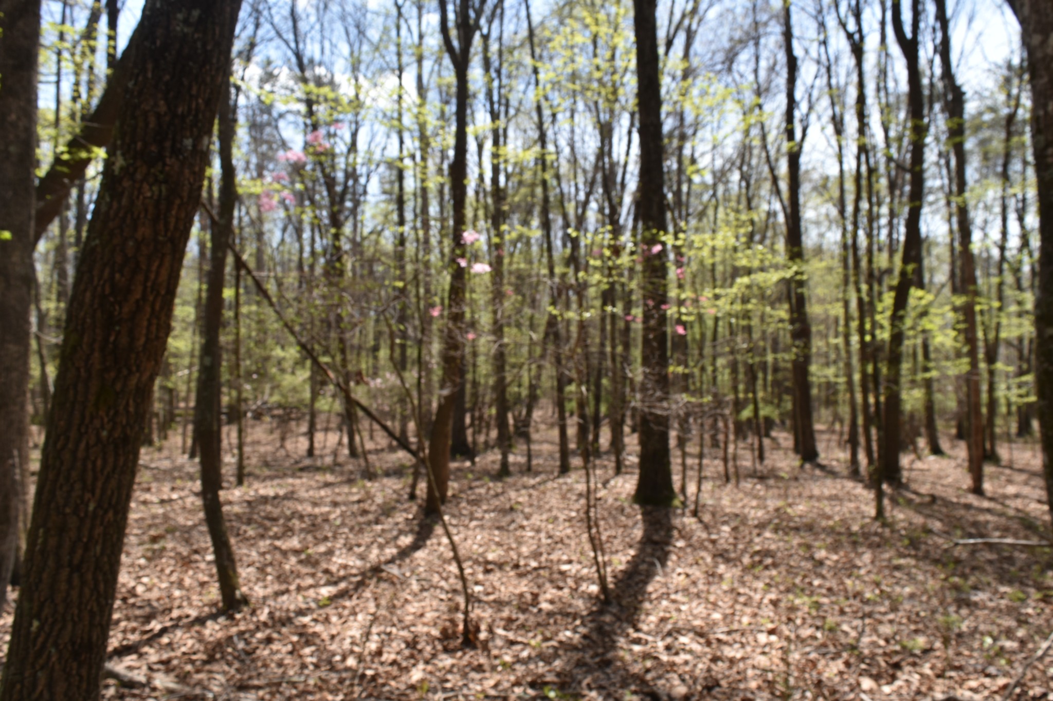 362 Haynes Road Sewanee, TN 37375 - Photo 12 of 28