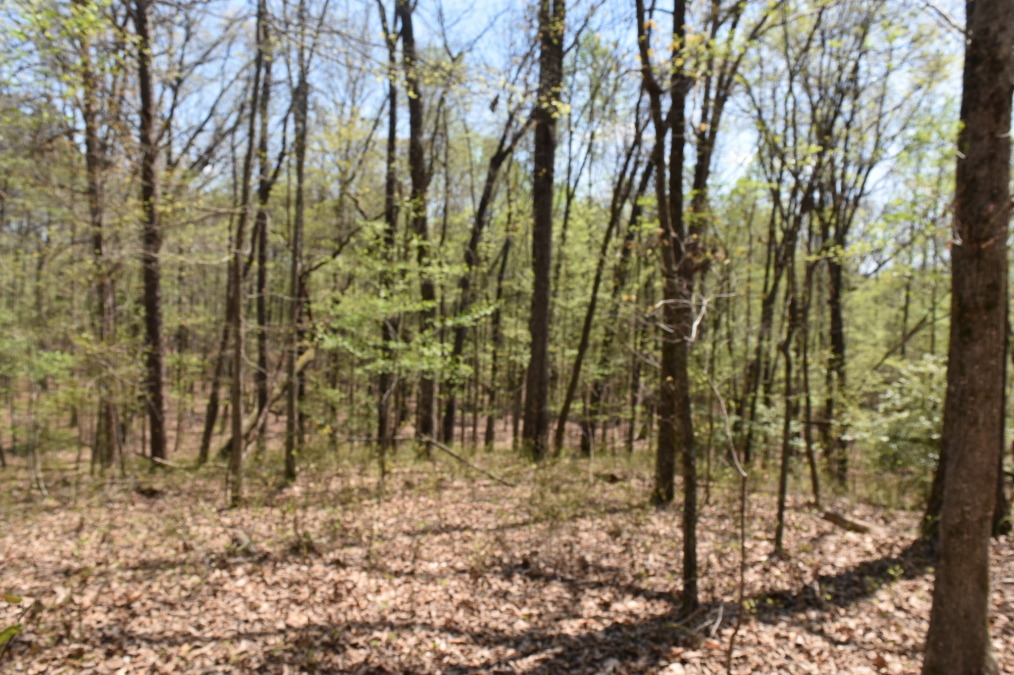 362 Haynes Road Sewanee, TN 37375 - Photo 15 of 28