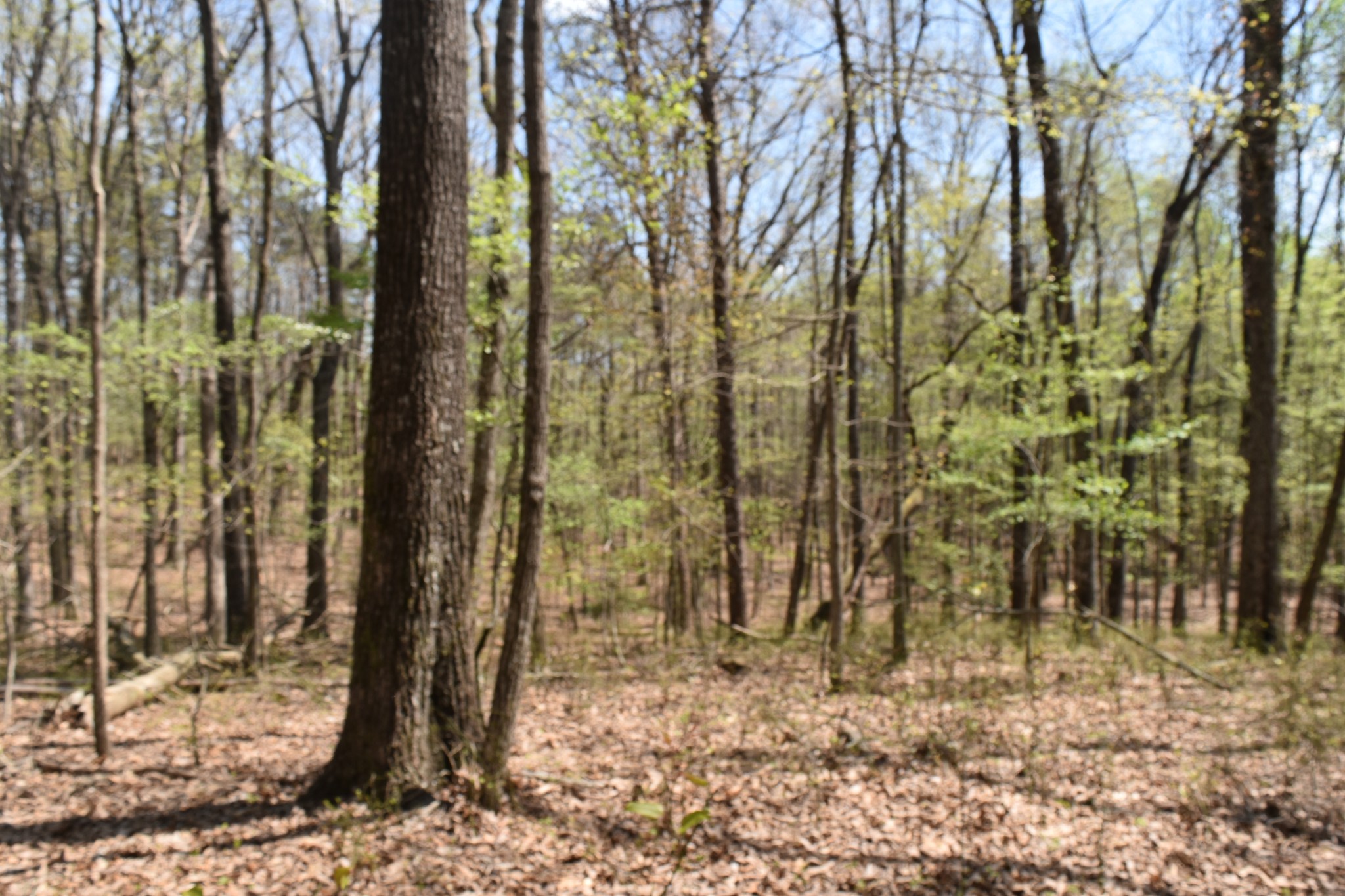 362 Haynes Road Sewanee, TN 37375 - Photo 16 of 28