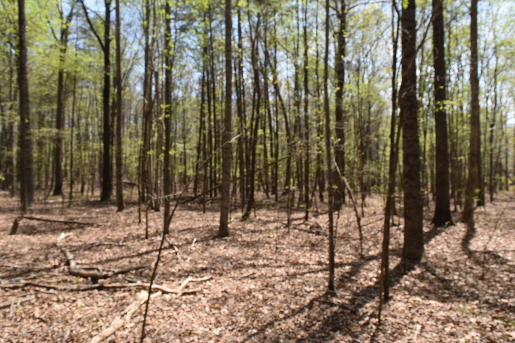 362 Haynes Road Sewanee, TN 37375 - Photo 18 of 28