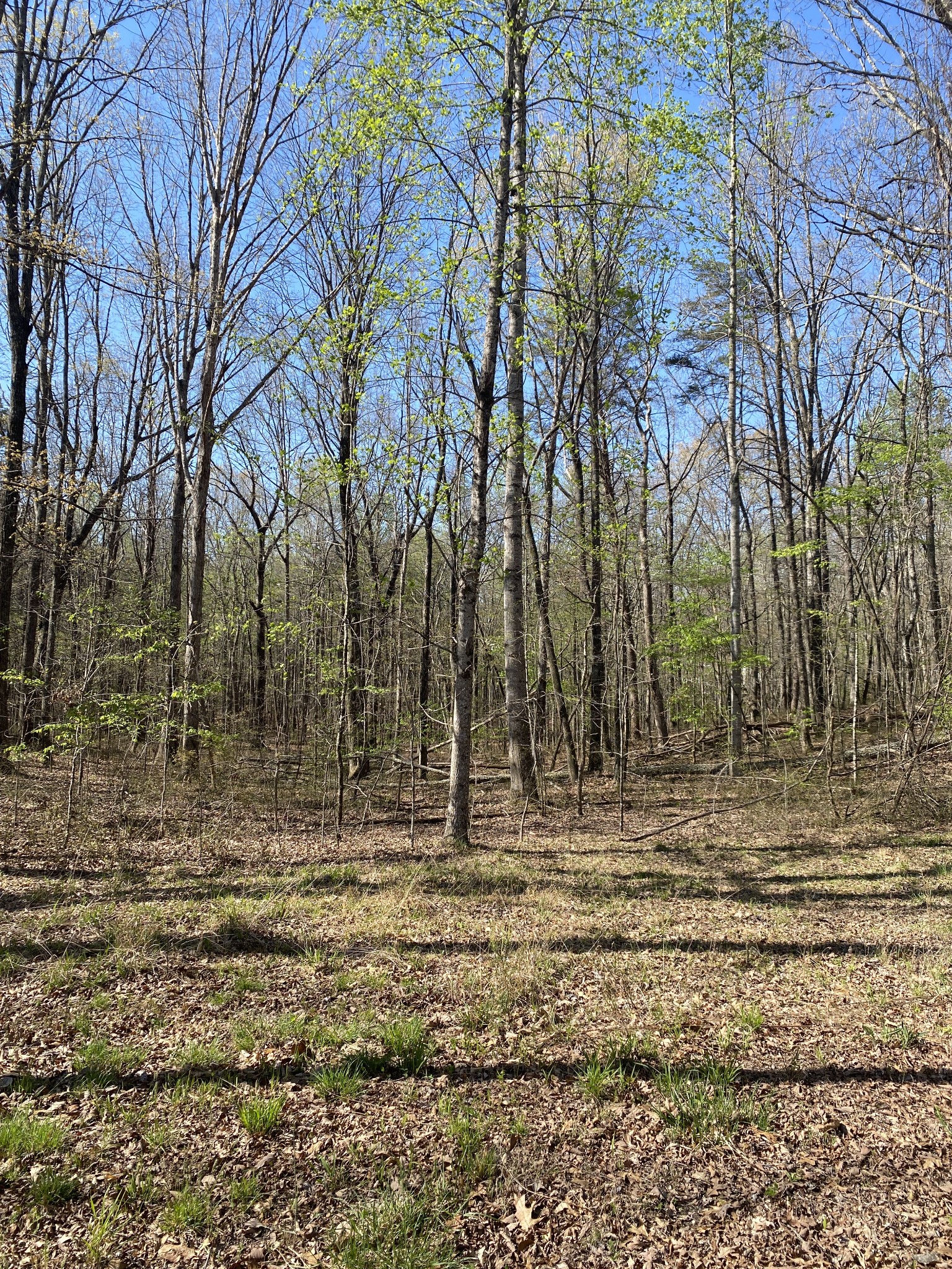 362 Haynes Road Sewanee, TN 37375 - Photo 6 of 28