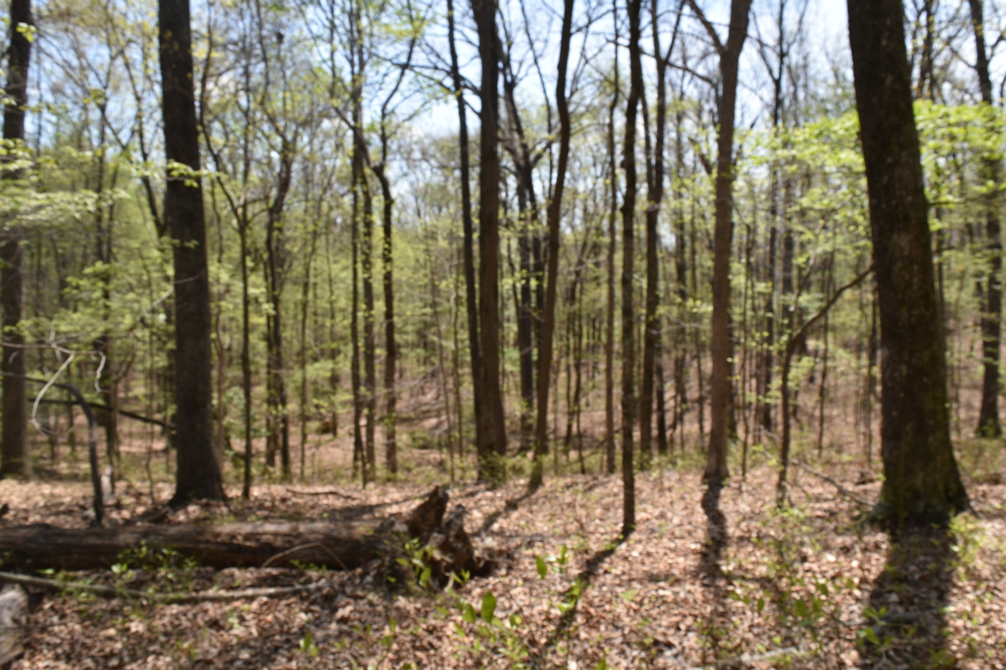 362 Haynes Road Sewanee, TN 37375 - Photo 8 of 28