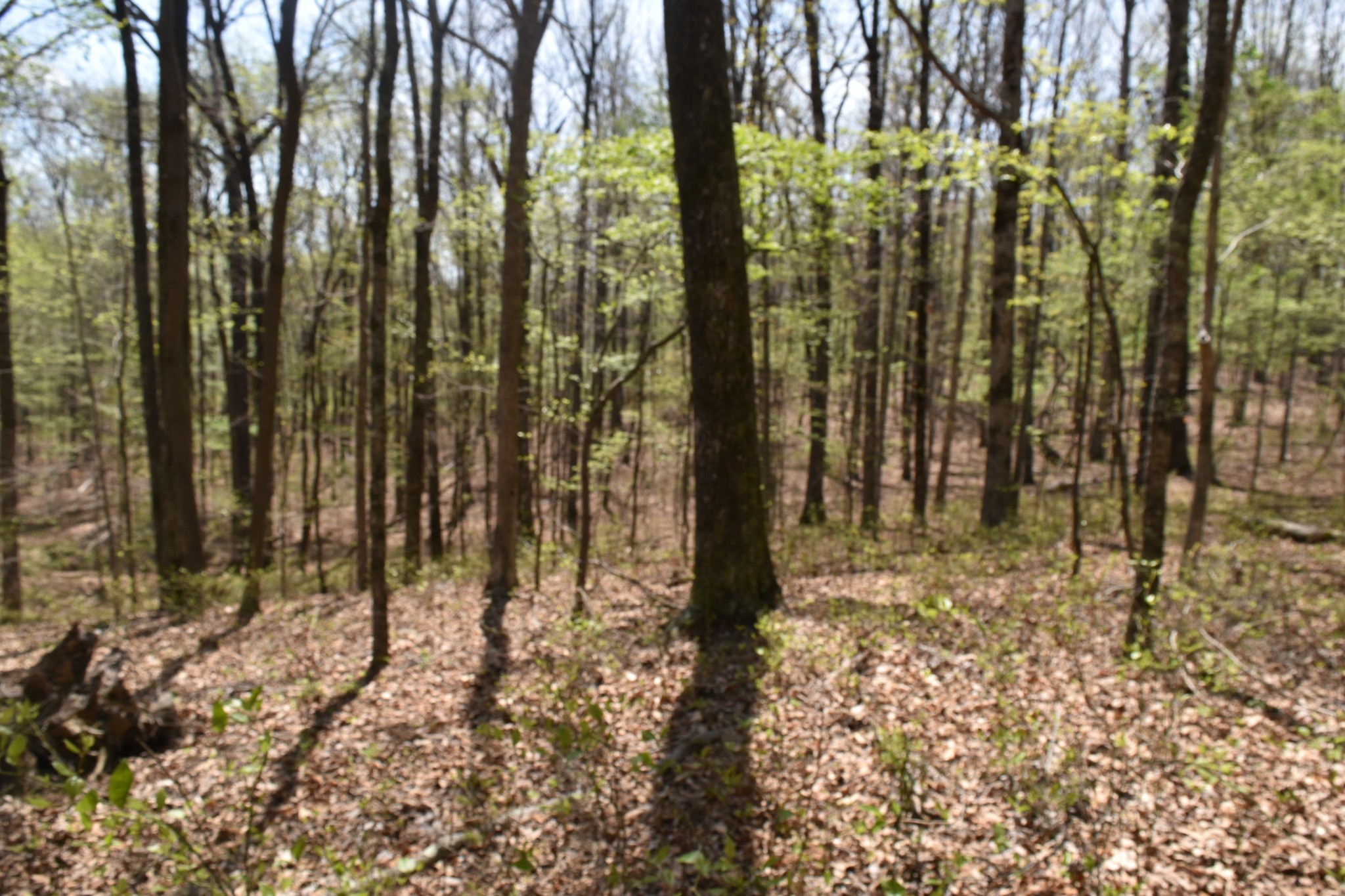 362 Haynes Road Sewanee, TN 37375 - Photo 9 of 28