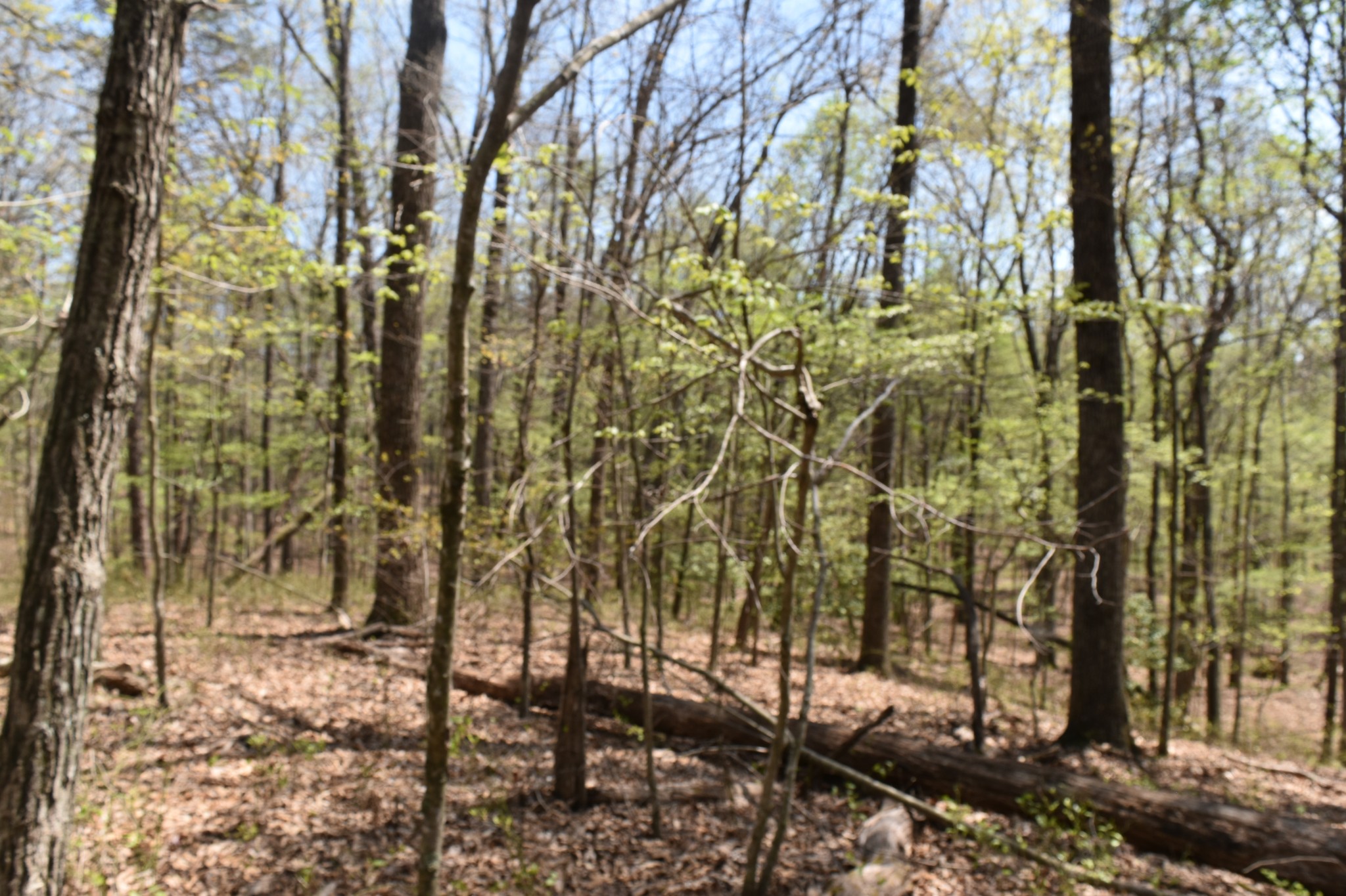 362 Haynes Road Sewanee, TN 37375 - Photo 10 of 28