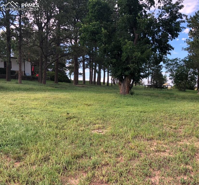 6597 Highway 83 Franktown, CO 80116 - Photo 4 of 48 a view of a trees in front of a building
