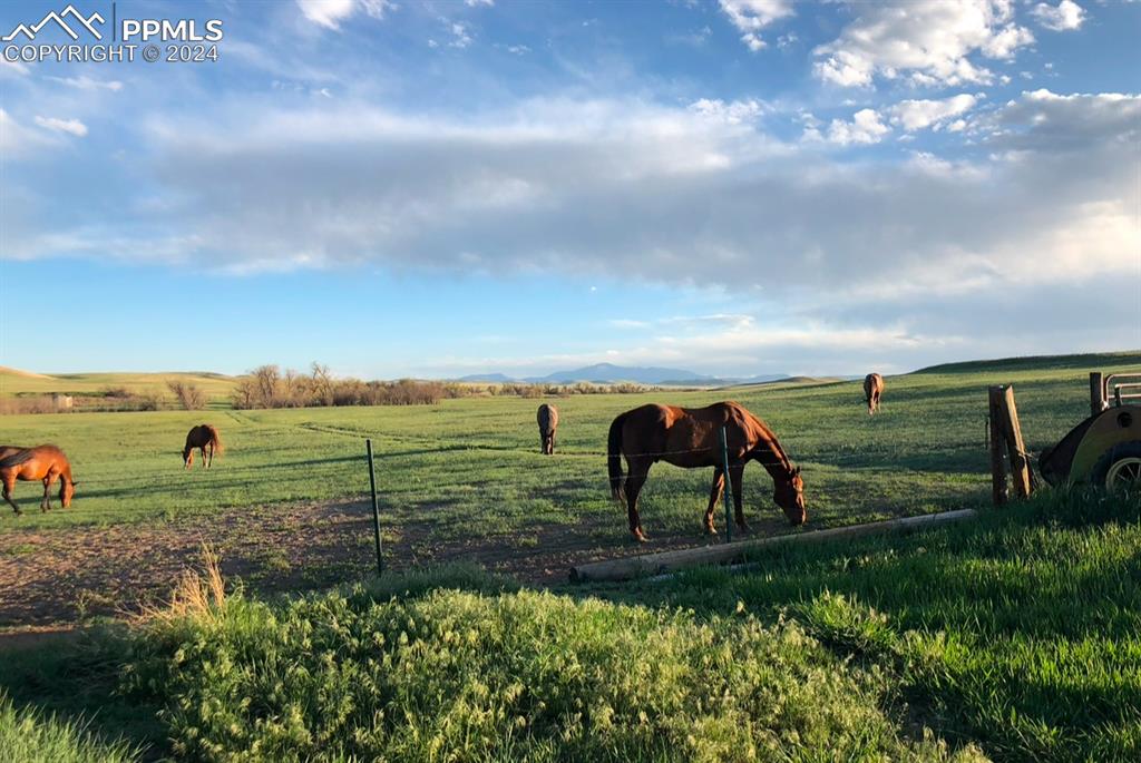 6597 Highway 83 Franktown, CO 80116 - Photo 9 of 48 a view of a garden and outdoor space