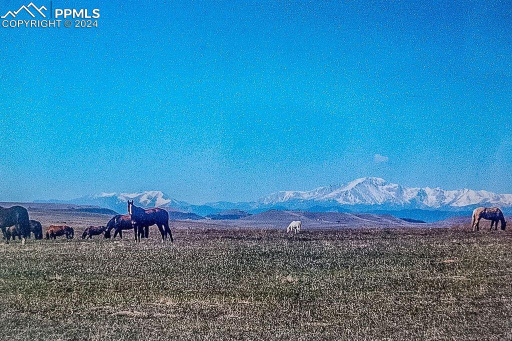 6597 Highway 83 Franktown, CO 80116 - Photo 10 of 48 a view of a with big yard