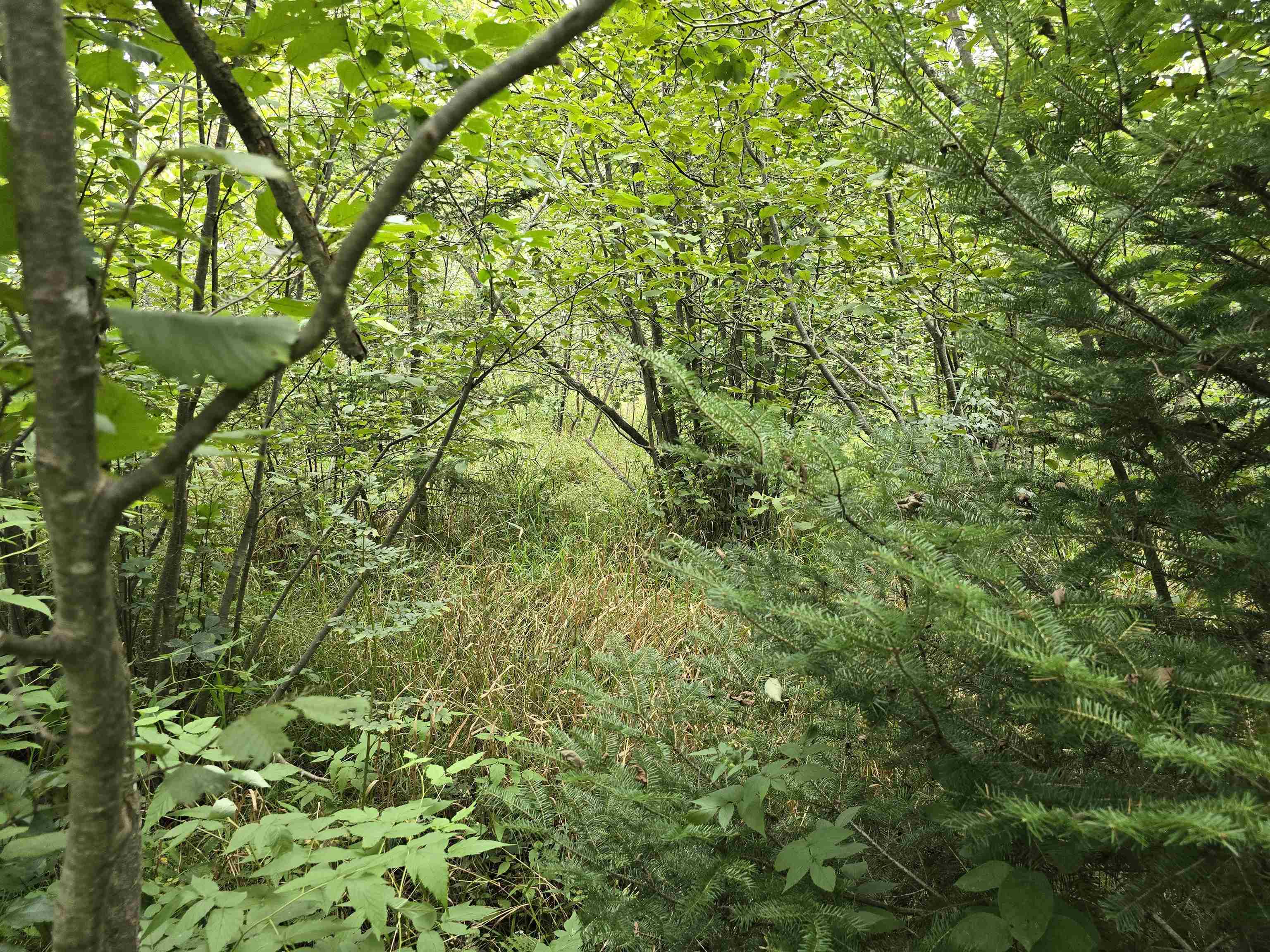 10.11-acres Golden Road Southeast Kalkaska, MI 49646 - Photo 5 of 17