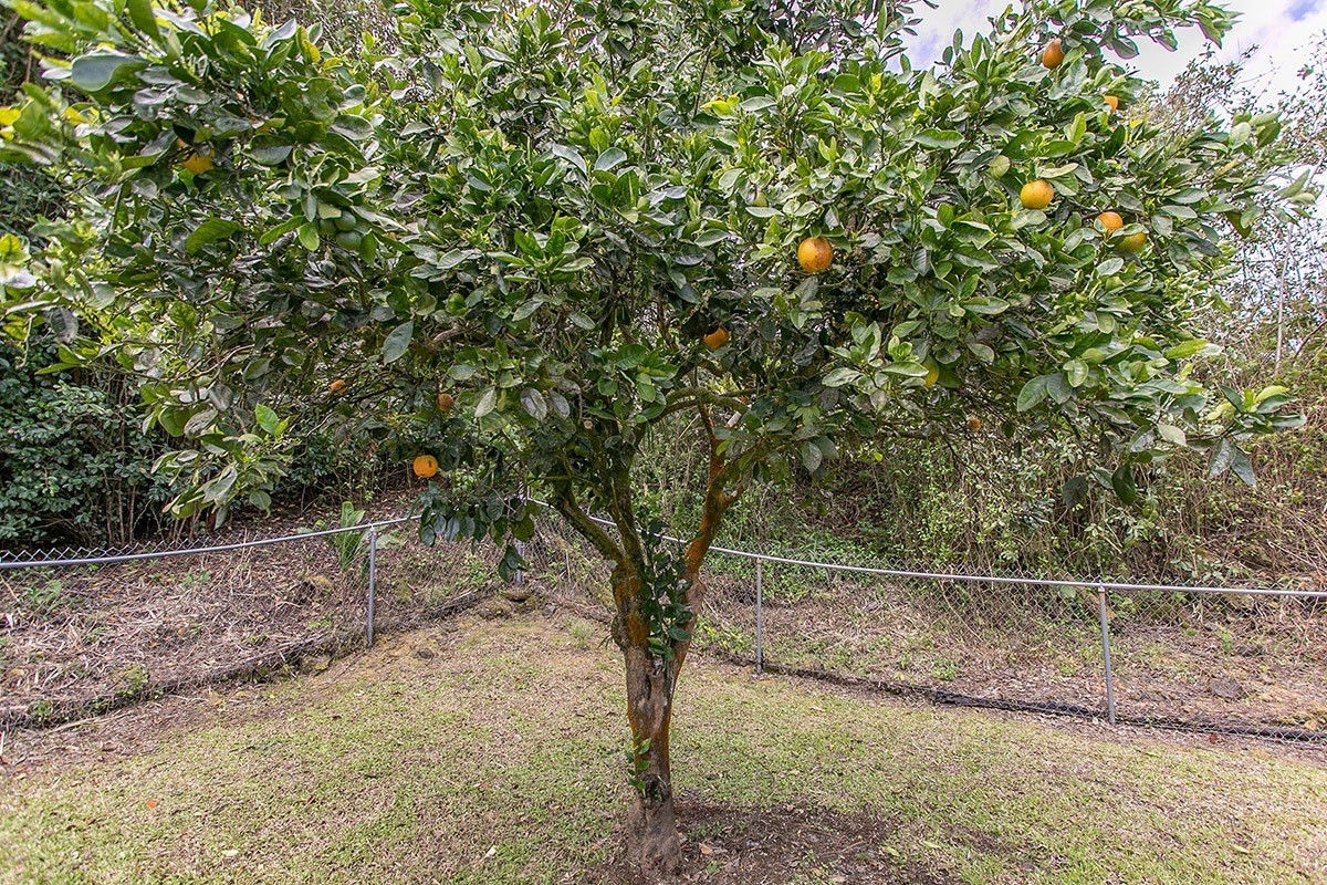 17-826 Volcano Road Kurtistown, HI 96760 - Photo 24 of 26 Gallery Image 24