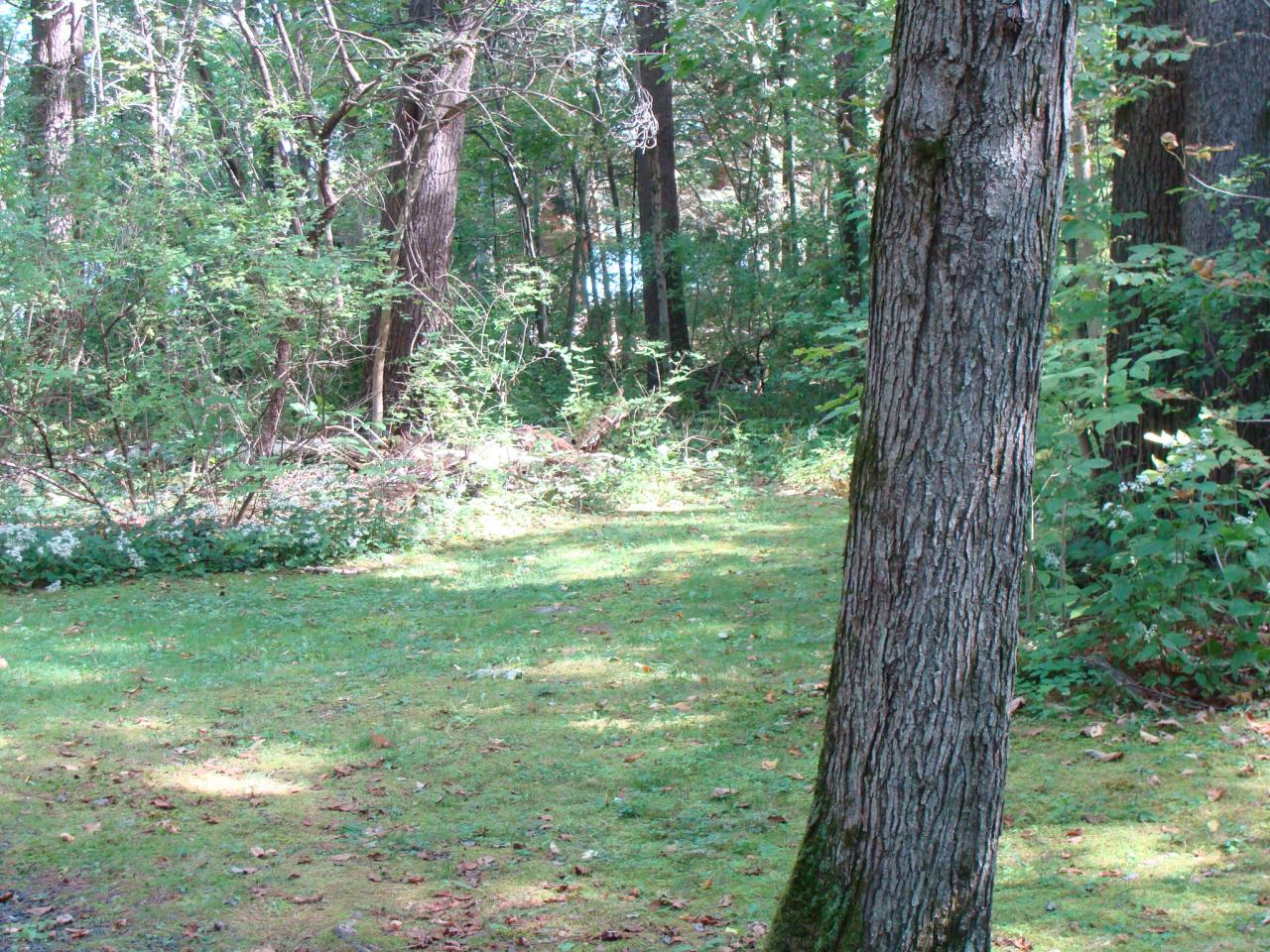 4 Grove Road Stockbridge, MA 01262 - Photo 3 of 16 a view of a trees in a yard with large trees