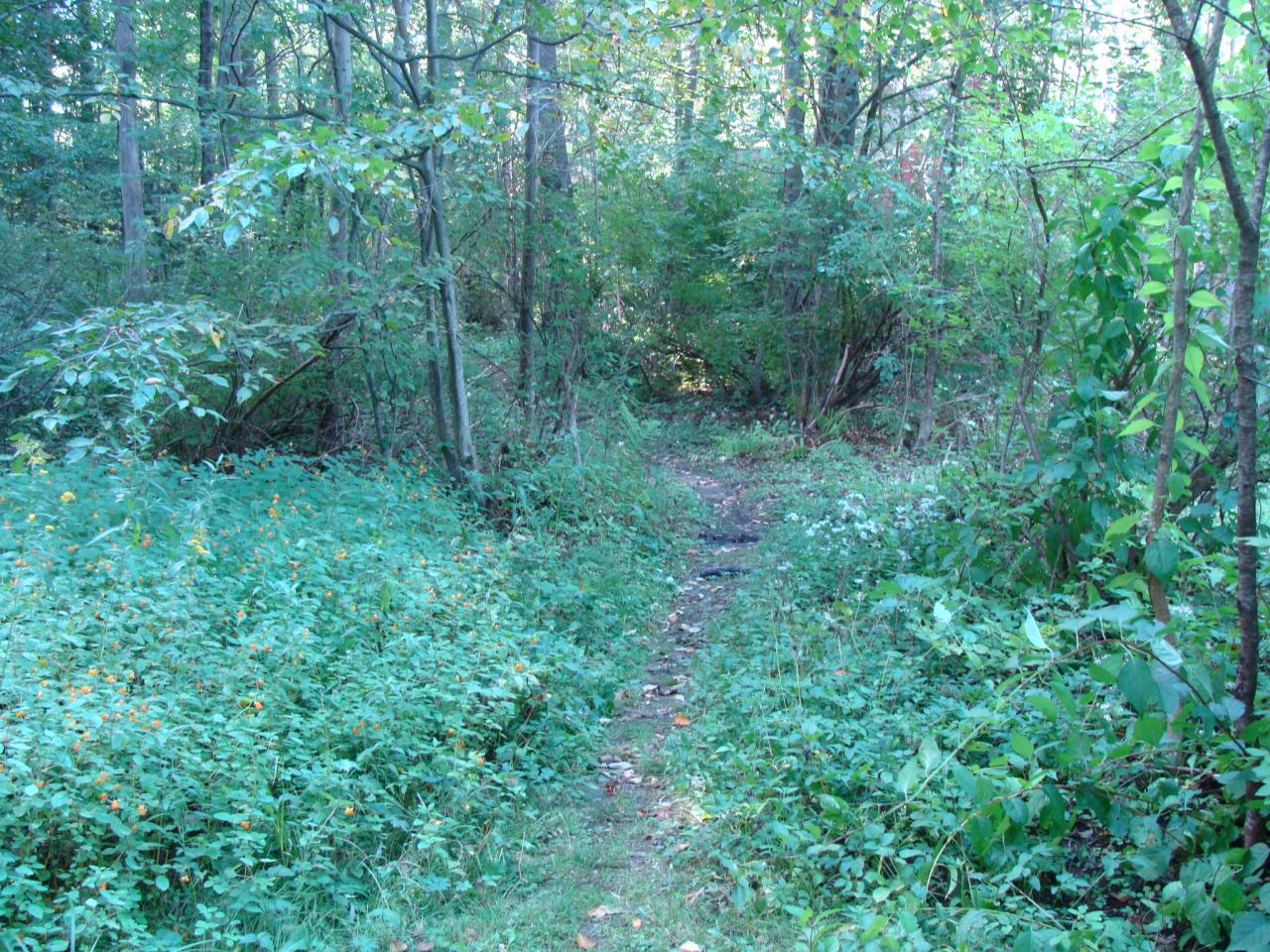 4 Grove Road Stockbridge, MA 01262 - Photo 7 of 16 a view of a lush green forest