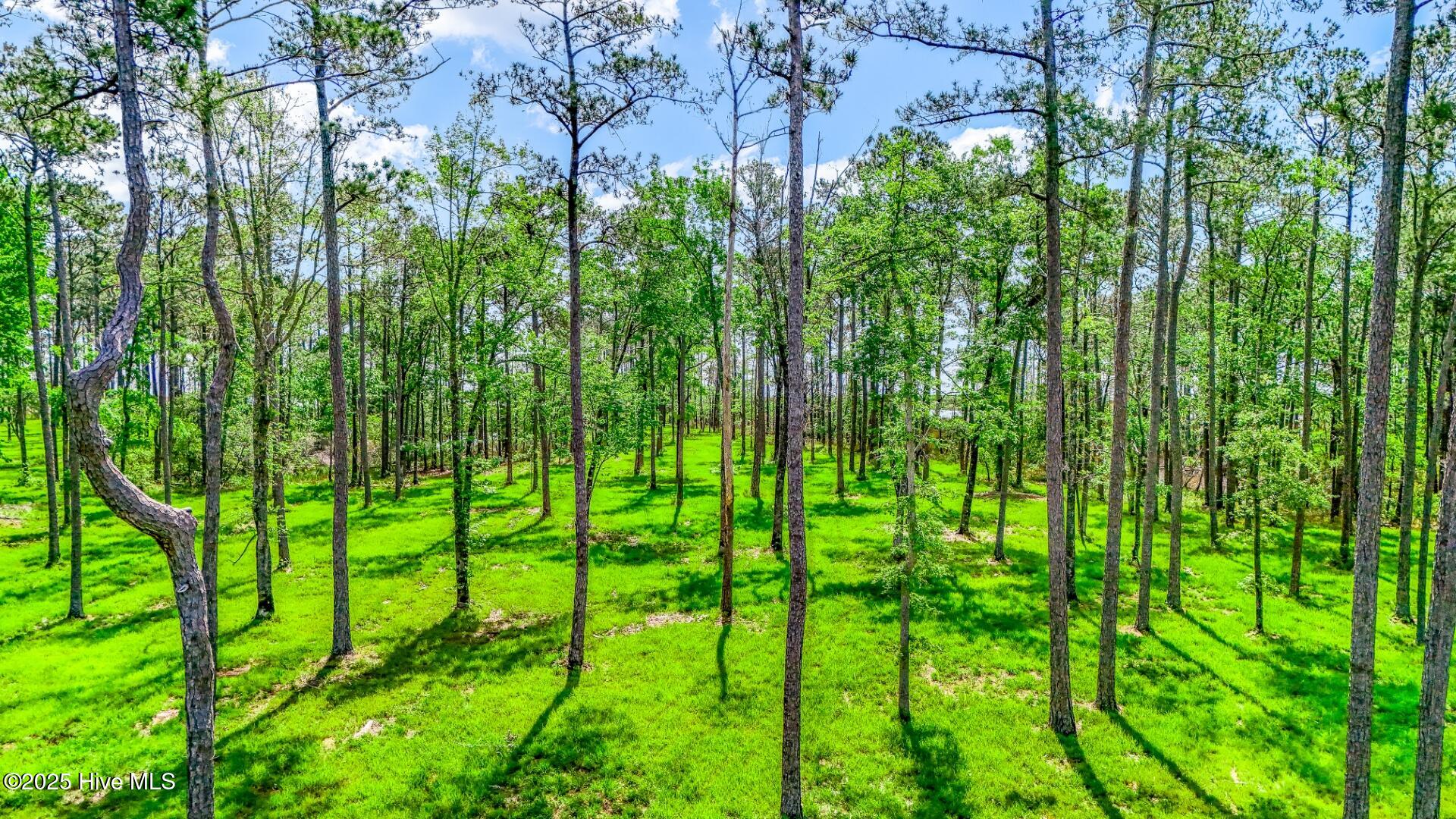 175 River Watch Road Oriental, NC 28571 - Photo 14 of 61 175 River Watch Road (23)