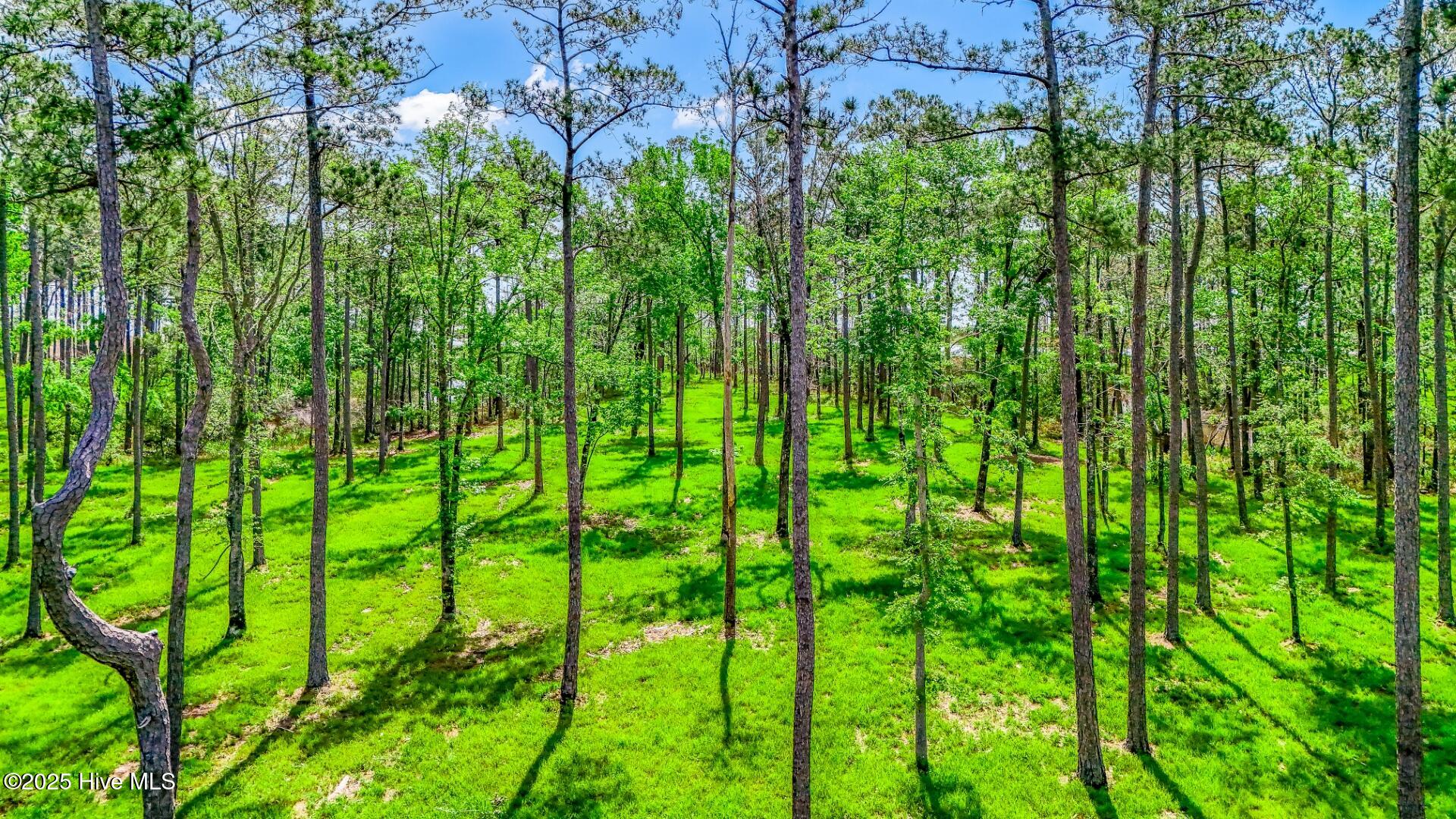 175 River Watch Road Oriental, NC 28571 - Photo 19 of 61 175 River Watch Road (22)