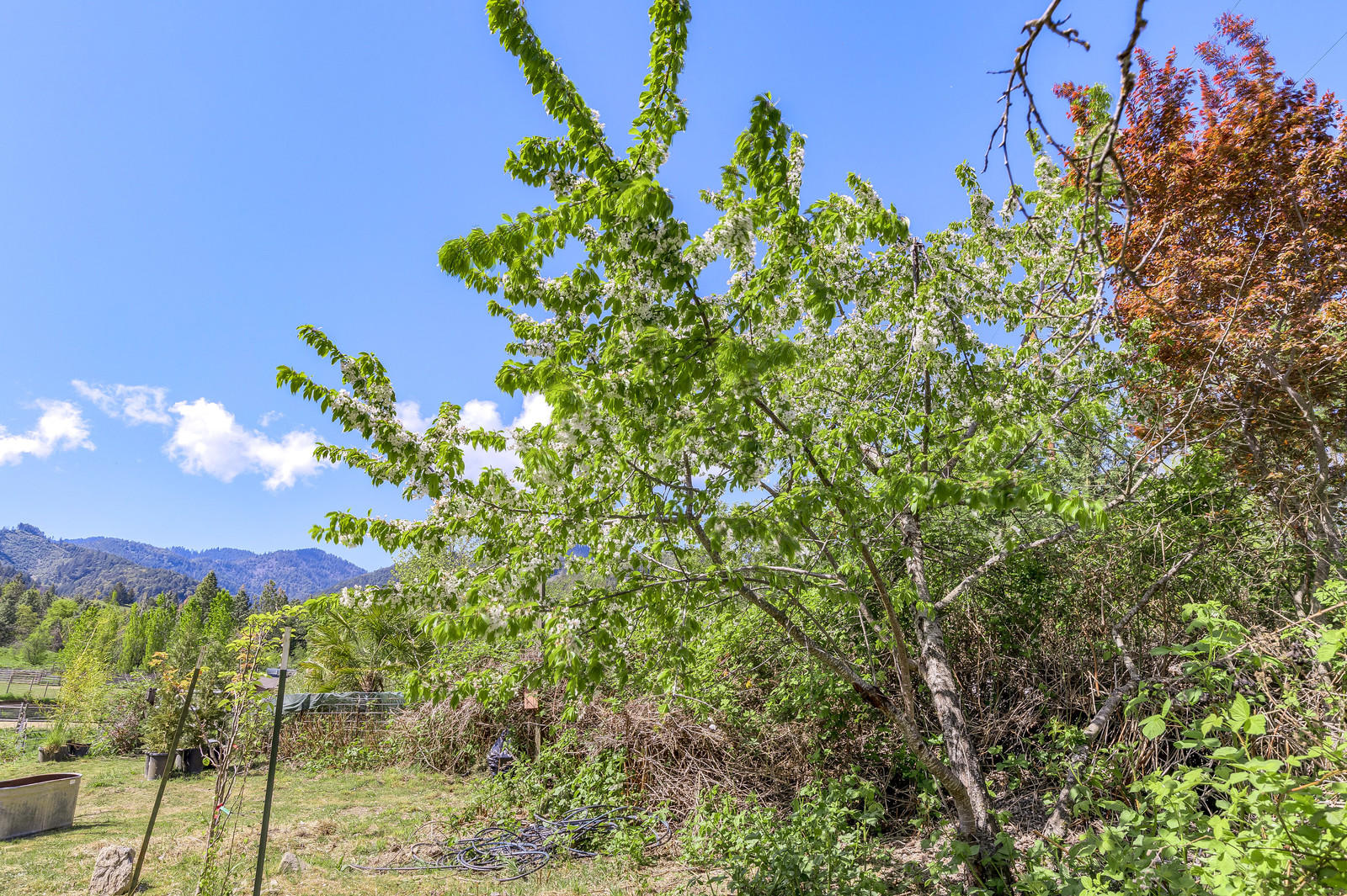 855 Holton Road Talent, OR 97540 - Photo 52 of 78 a view of a tree with a flower in a garden