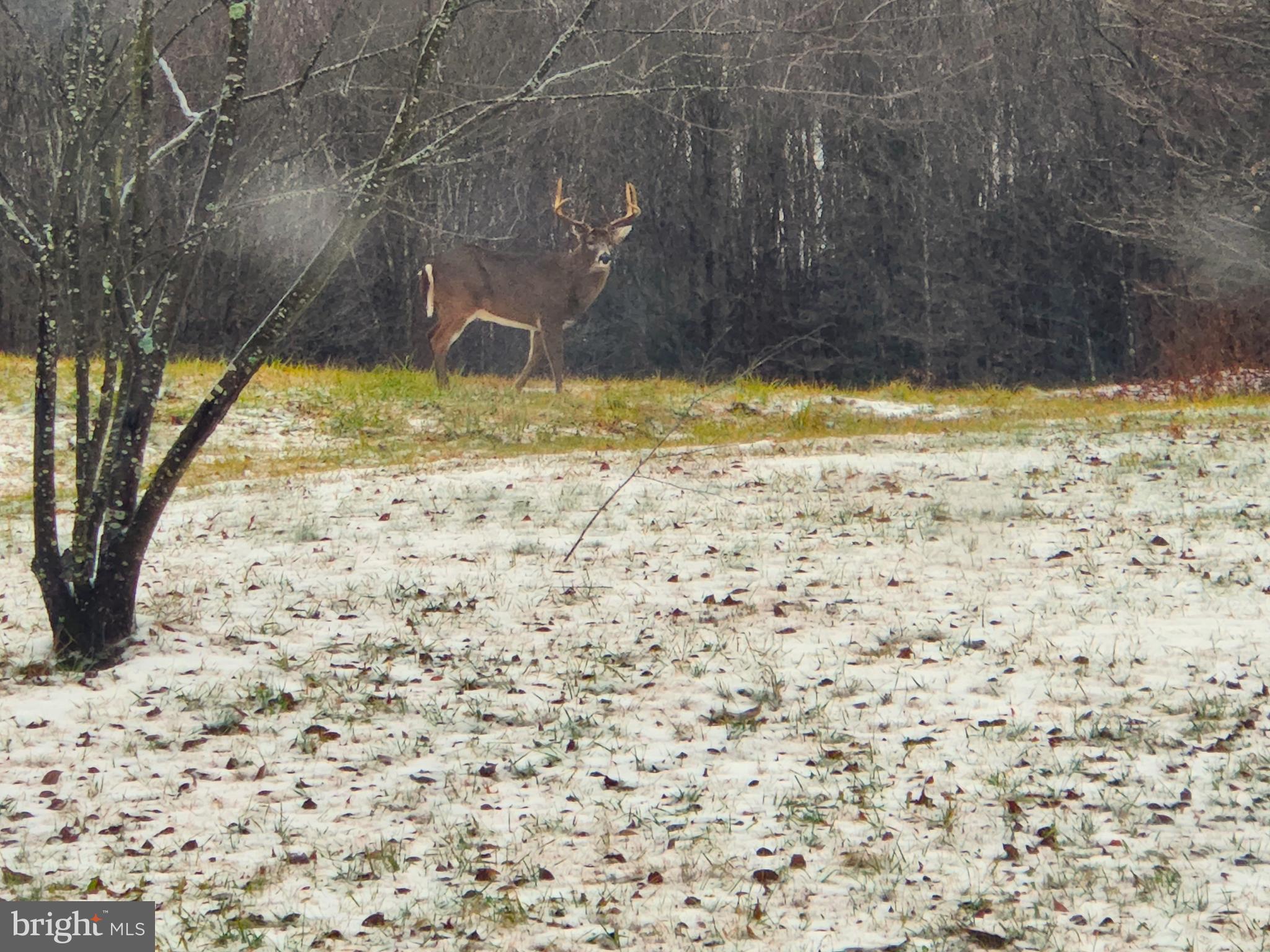 99 Wilt Road Grantsville, MD 21536 - Photo 32 of 61 Beautiful Buck in back yard