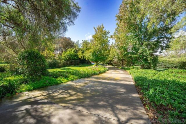 a view of a yard with plants and large trees