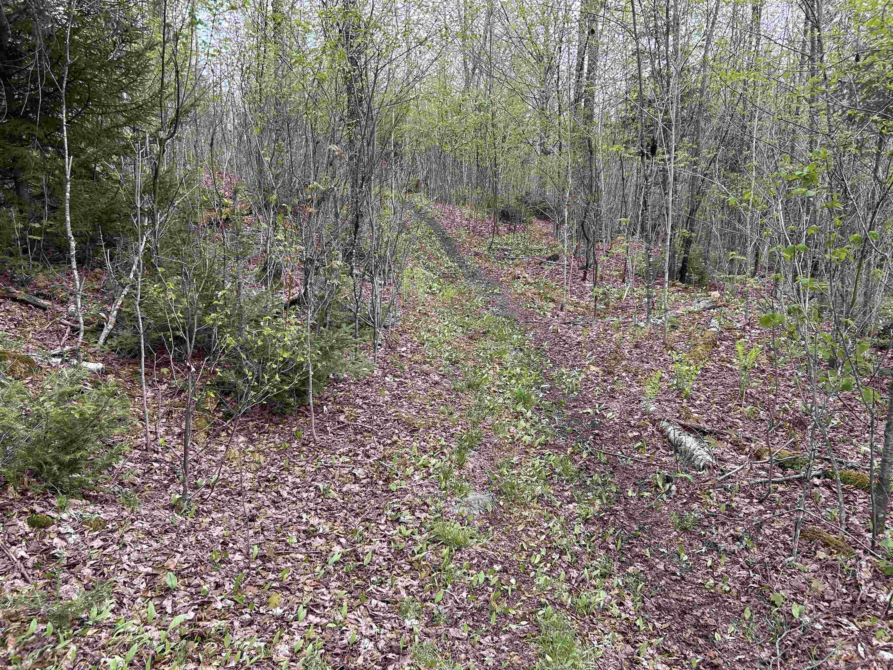 Mapb2-lot16 Dead Water Road Stewartstown, NH 03576 - Photo 21 of 31