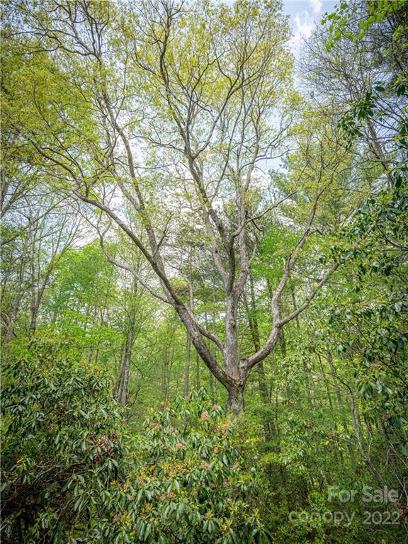135 Camptown Road Brevard, NC 28712 - Photo 40 of 42 Gallery Image 40