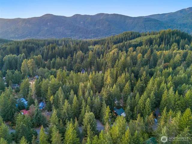 a view of a forest with a street