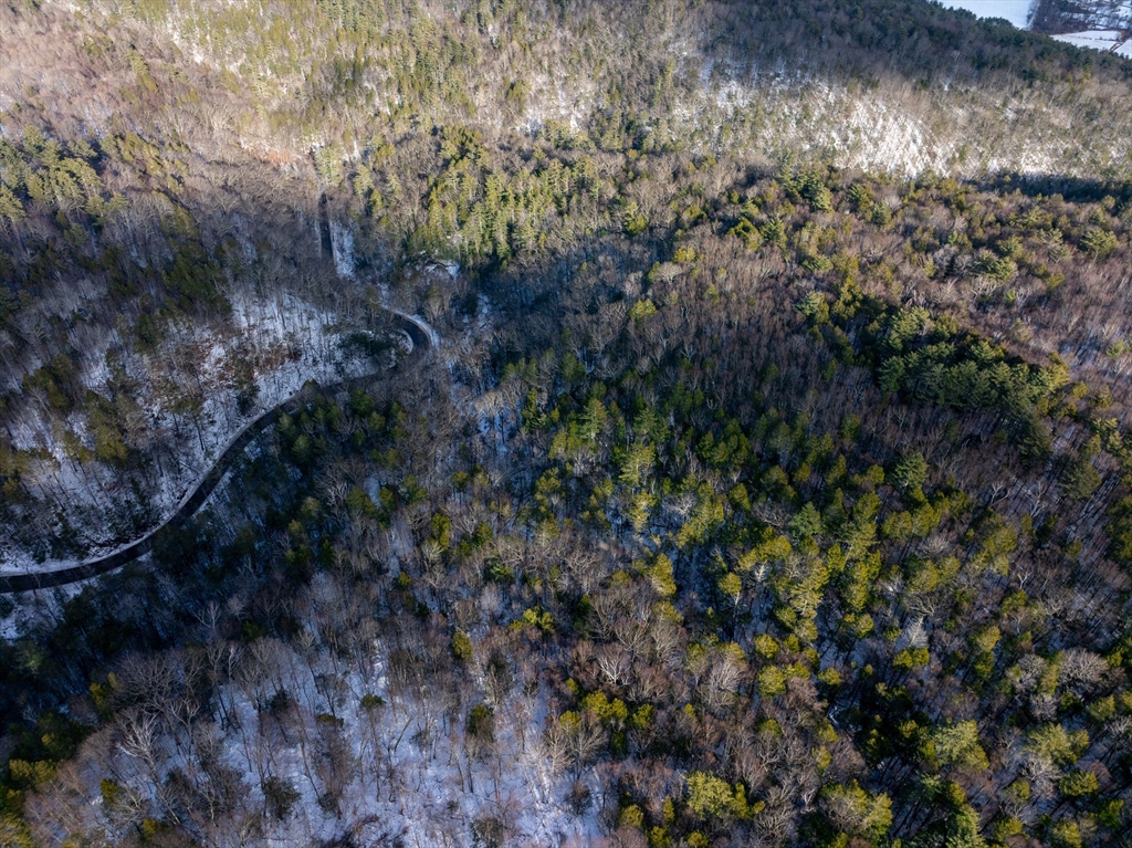 0 Brook Road Shelburne Falls, MA 01370 - Photo 11 of 17 a view of a tree in a forest