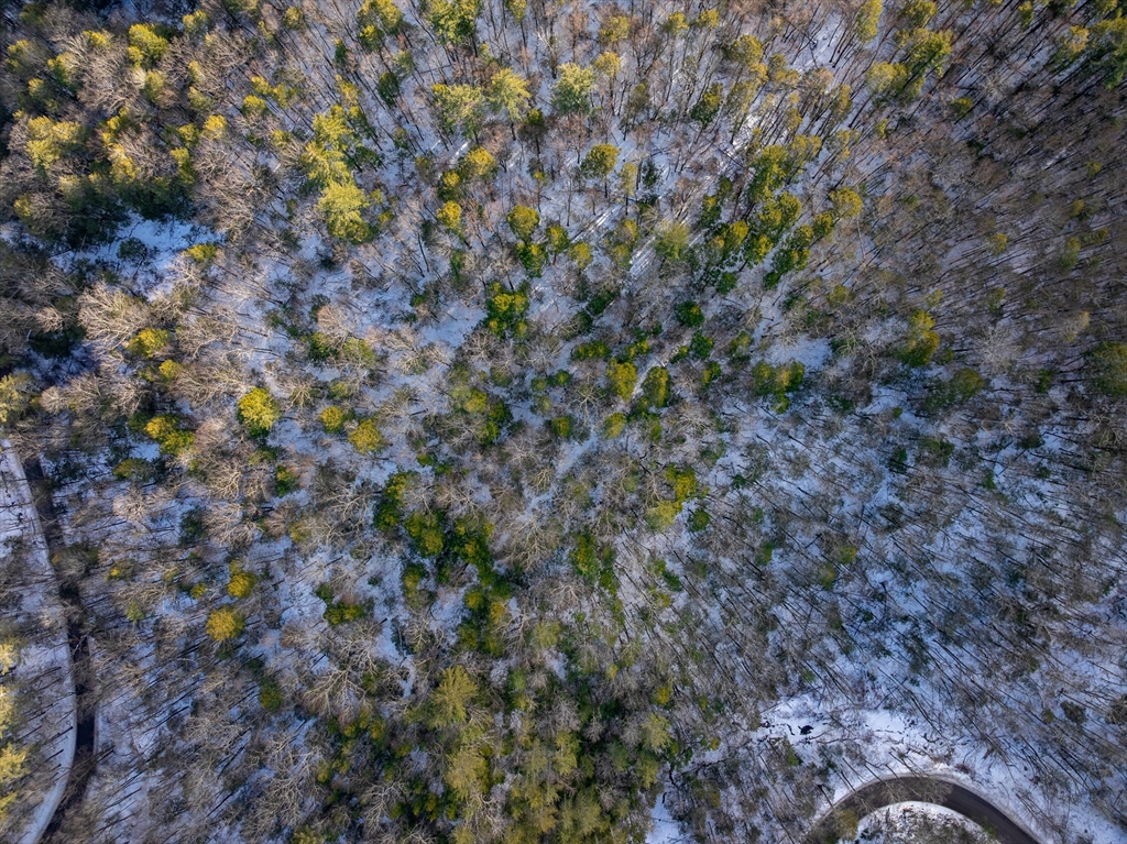 0 Brook Road Shelburne Falls, MA 01370 - Photo 12 of 17 a view of a plants in a forest