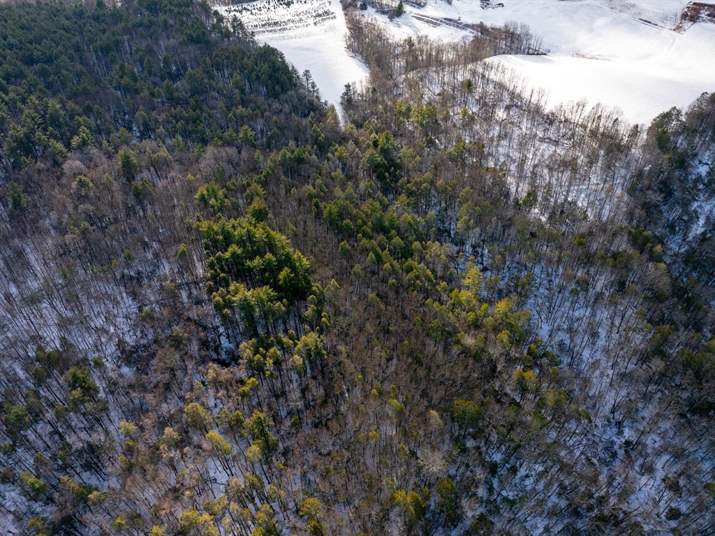 0 Brook Road Shelburne Falls, MA 01370 - Photo 13 of 17 a view of a forest with a tree