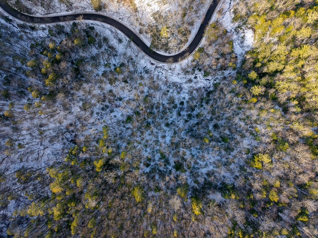 0 Brook Road Shelburne Falls, MA 01370 - Photo 10 of 17 a picture of tree