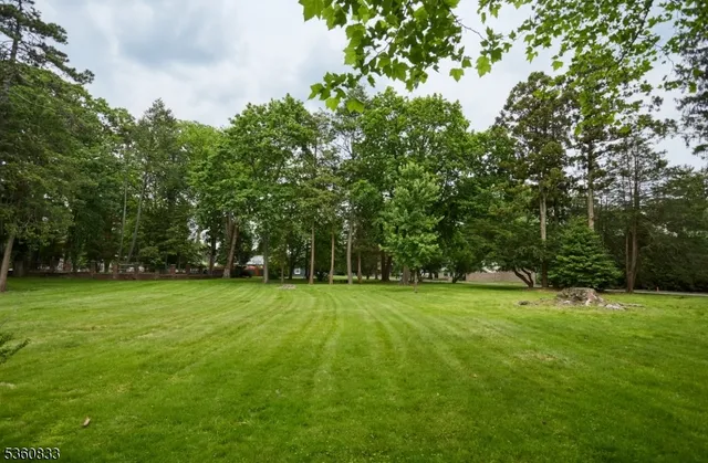 a view of a trees in a park