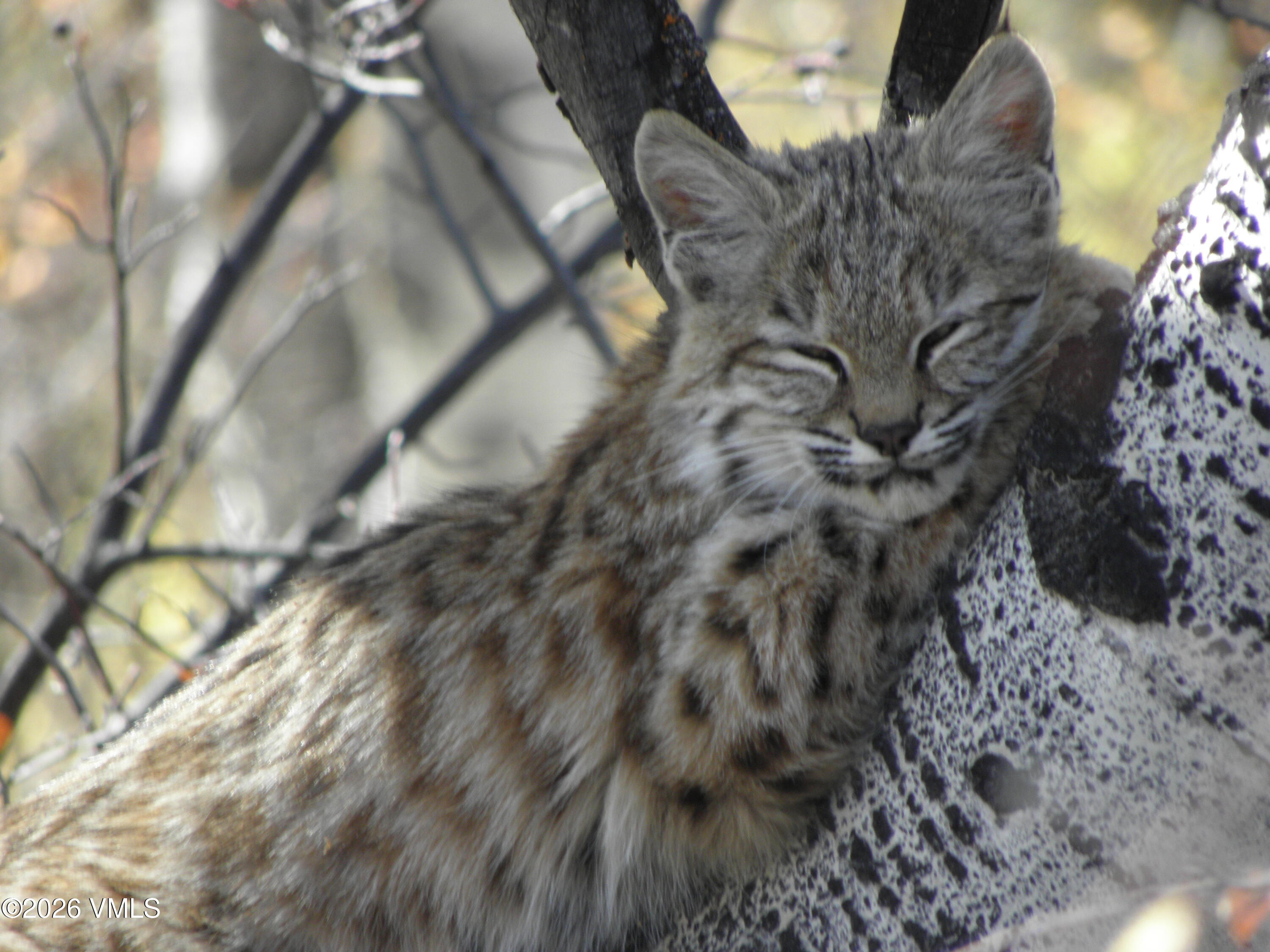 6010 Salt Creek Road Eagle, CO 81631 - Photo 66 of 69 Bobcat