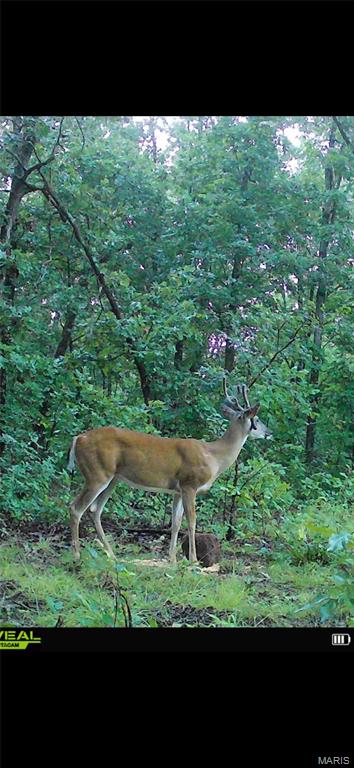 6483 Wayne Rte P Lowndes, MO 63951 - Photo 32 of 37