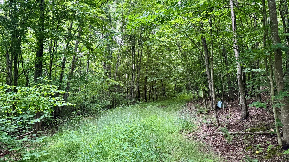 Marlott Run Road Kimbolton, OH 43749 - Photo 14 of 49