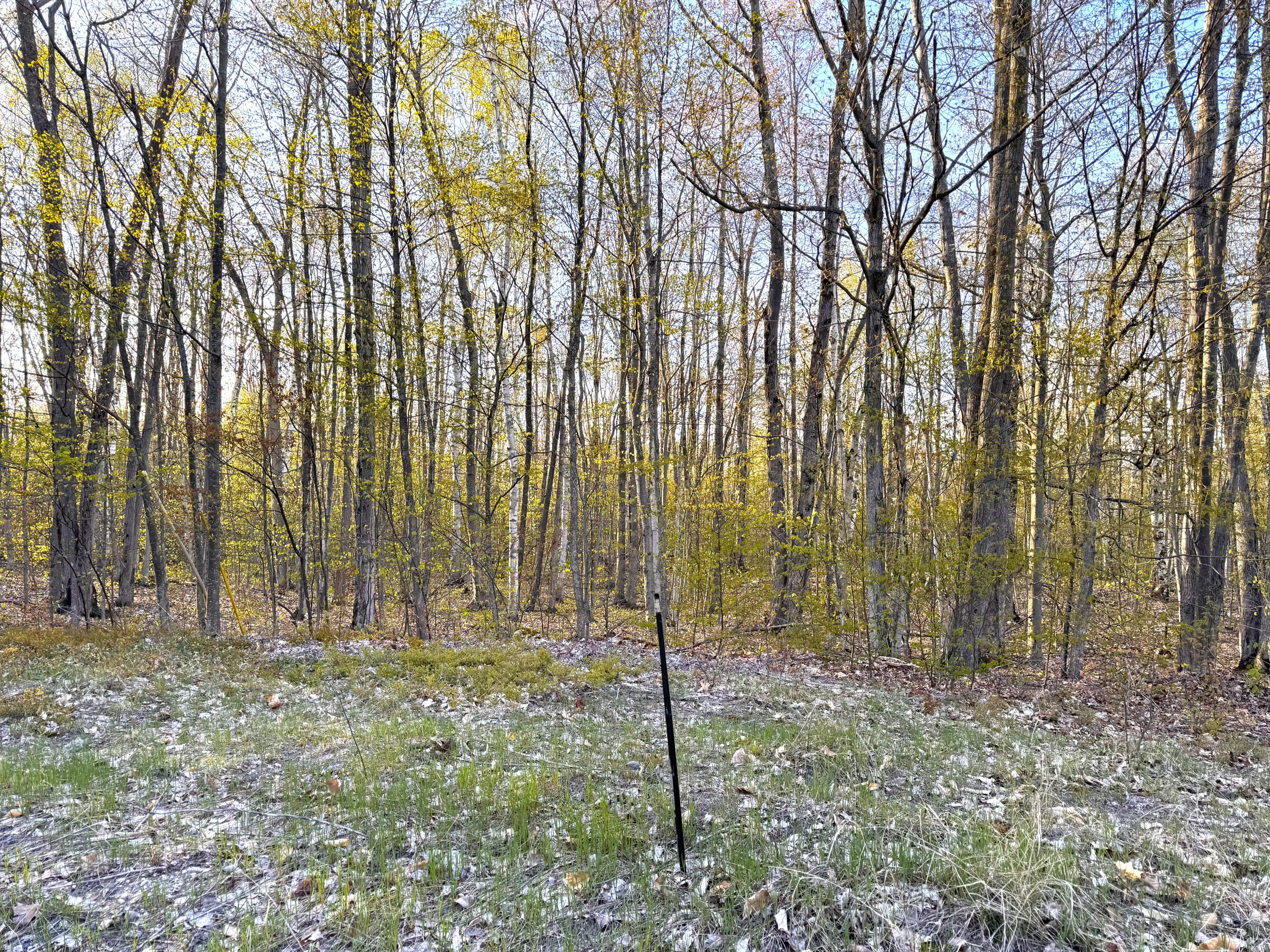 8443 Ridgeview Drive Cheboygan, MI 49721 - Photo 4 of 12 Gallery Image 4