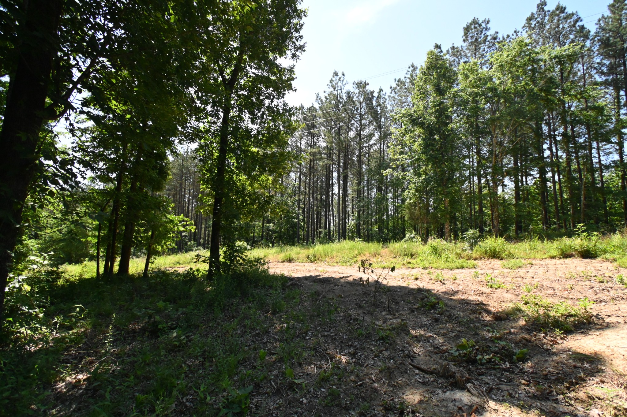 0 Bear Creek Road Waverly, TN 37185 - Photo 1 of 35 a view of a yard with a tree