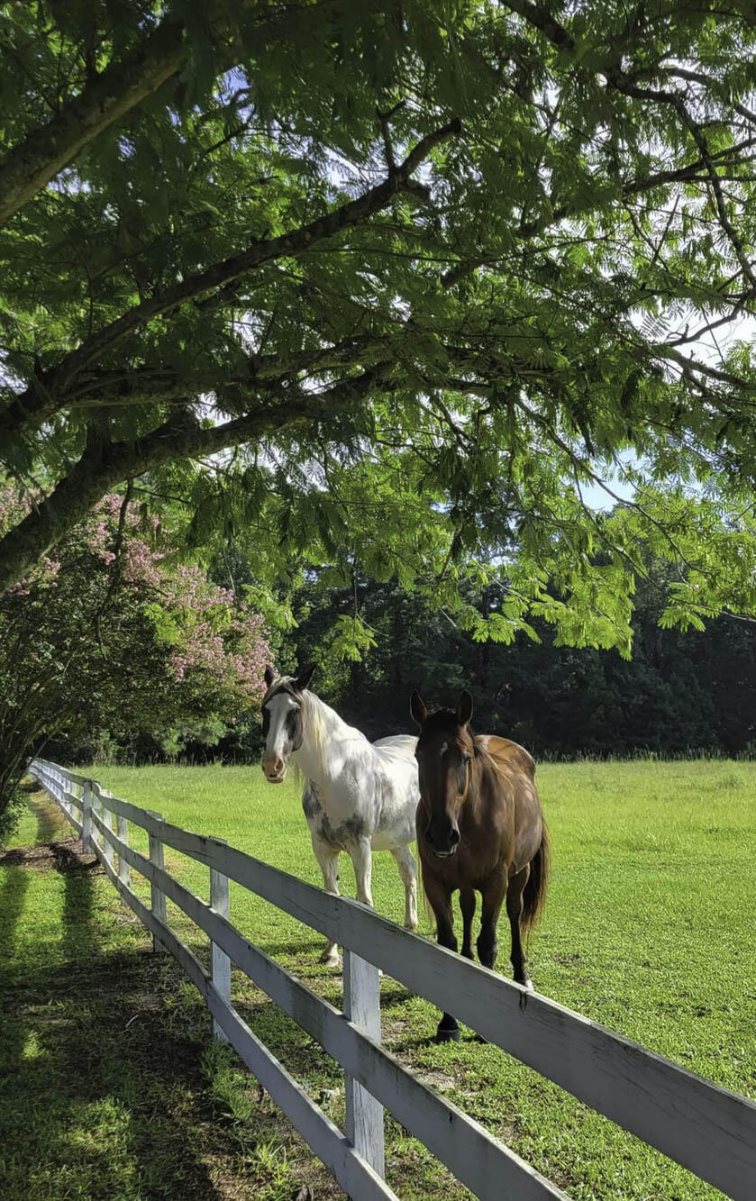 120 Old Peafield Road St. George, SC 29477 - Photo 98 of 99 The neighbors horses