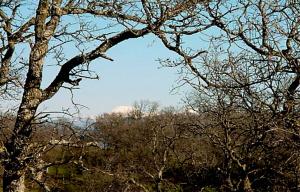 0 Penneleme Road Red Bluff, CA 96080 - Photo 1 of 3 a view of tree in a yard