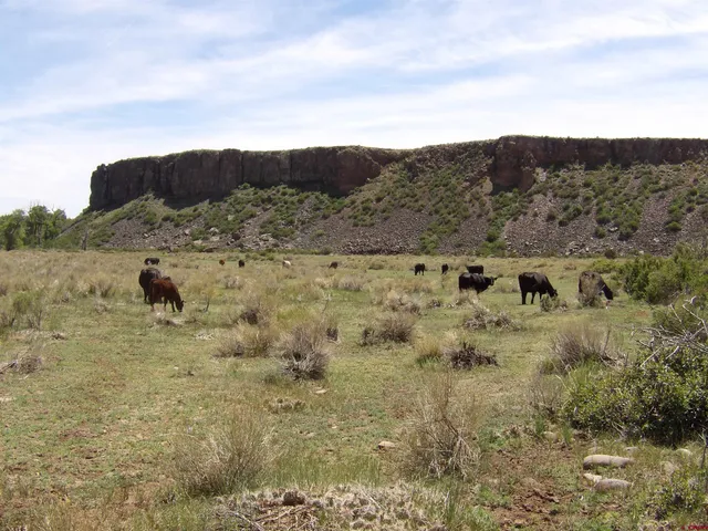 a view of a back yard from a bench