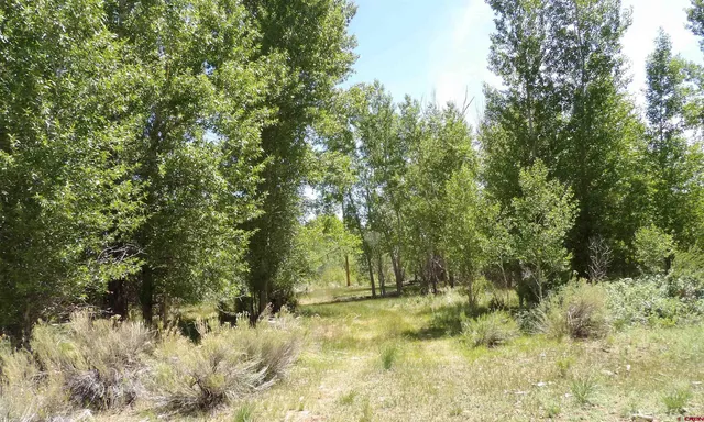 a view of a yard with a tree